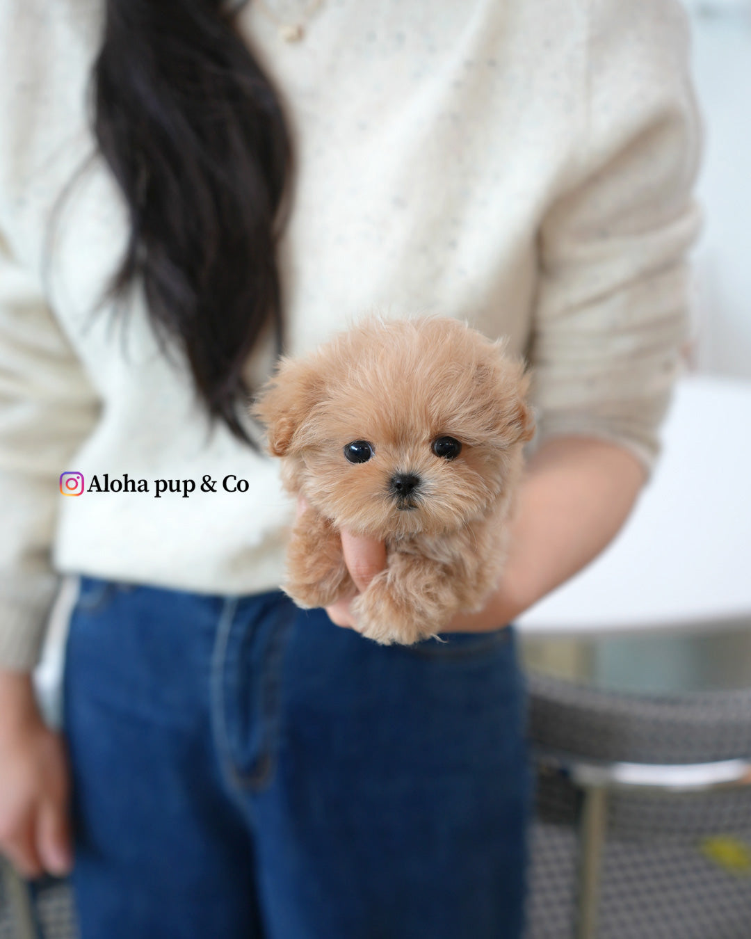 Rex [TEACUP MALTIPOO]
