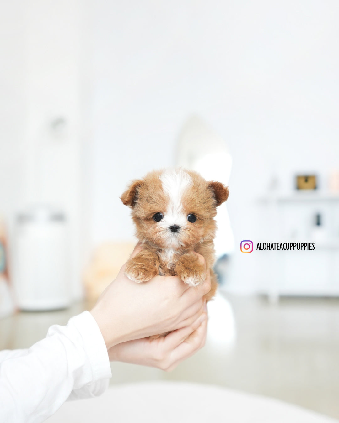 Lime [TEACUP MALTIPOO]