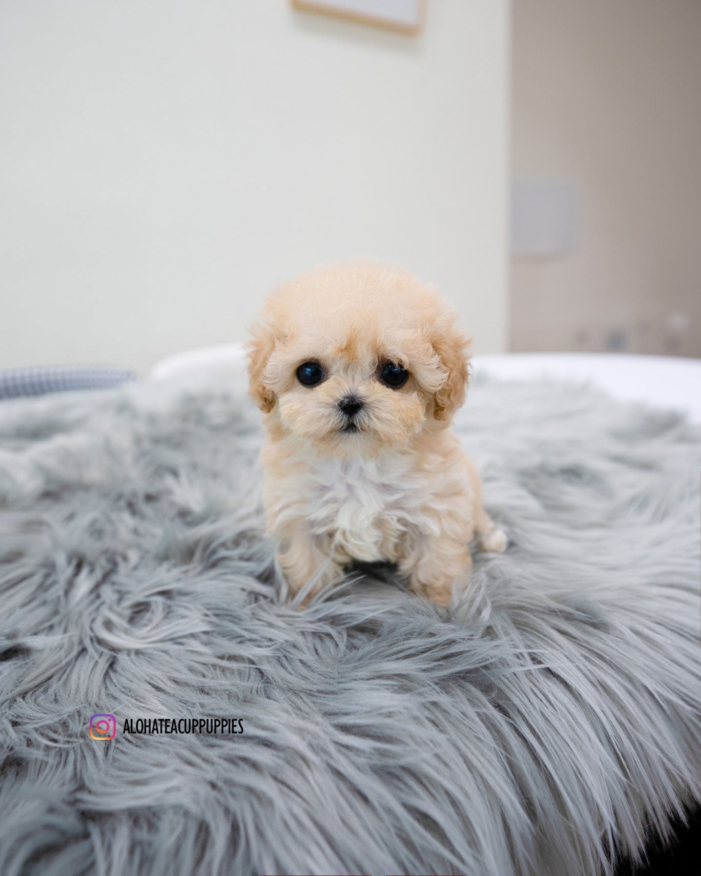 Clover [TEACUP MALTIPOO]
