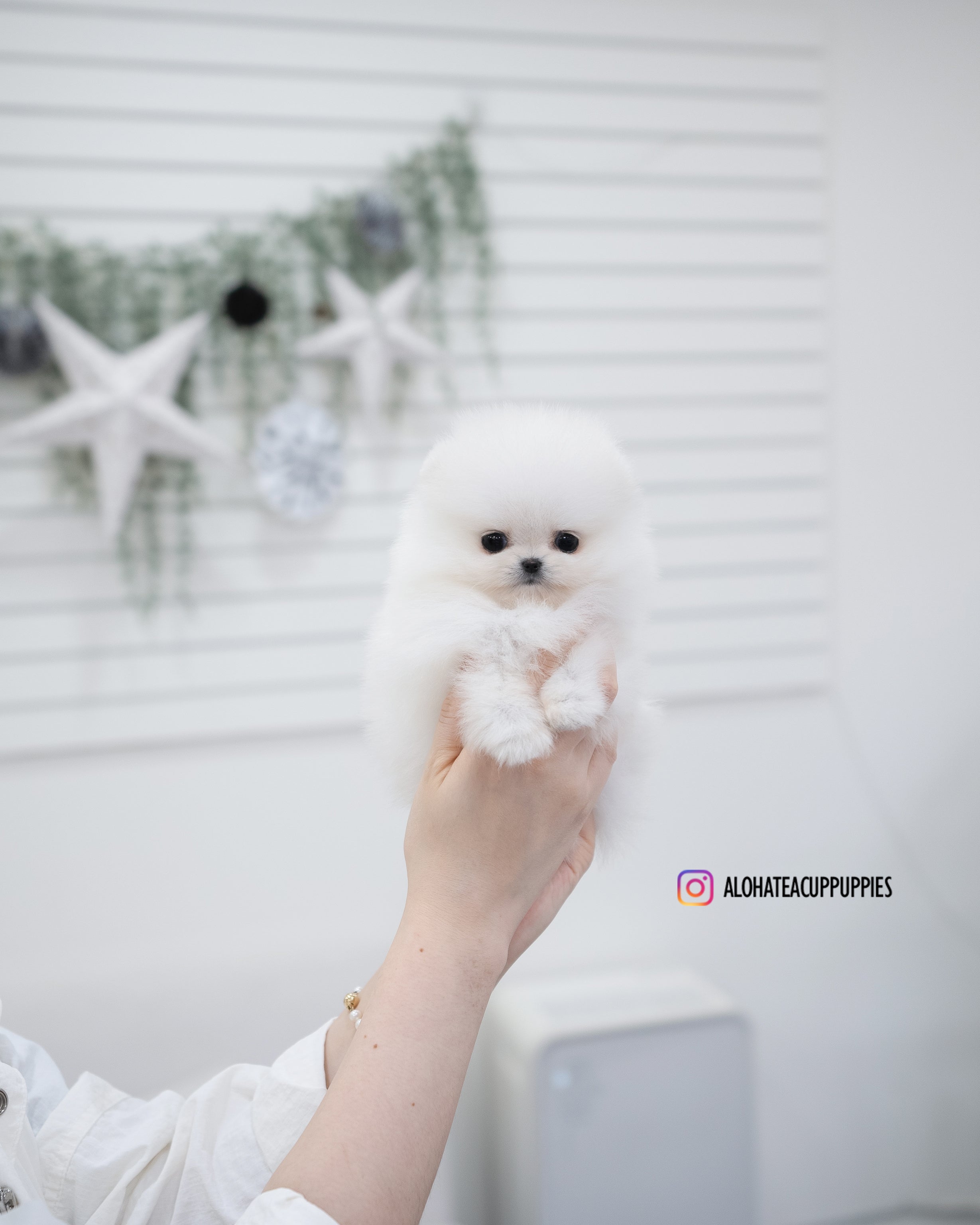 五月 [茶杯博美犬]
