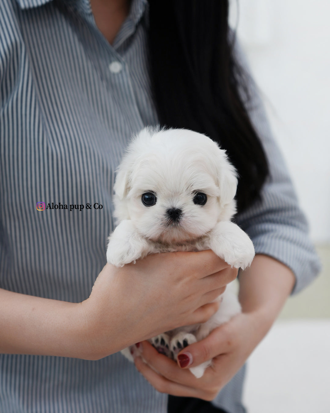 Daon [TEACUP MALTESE]