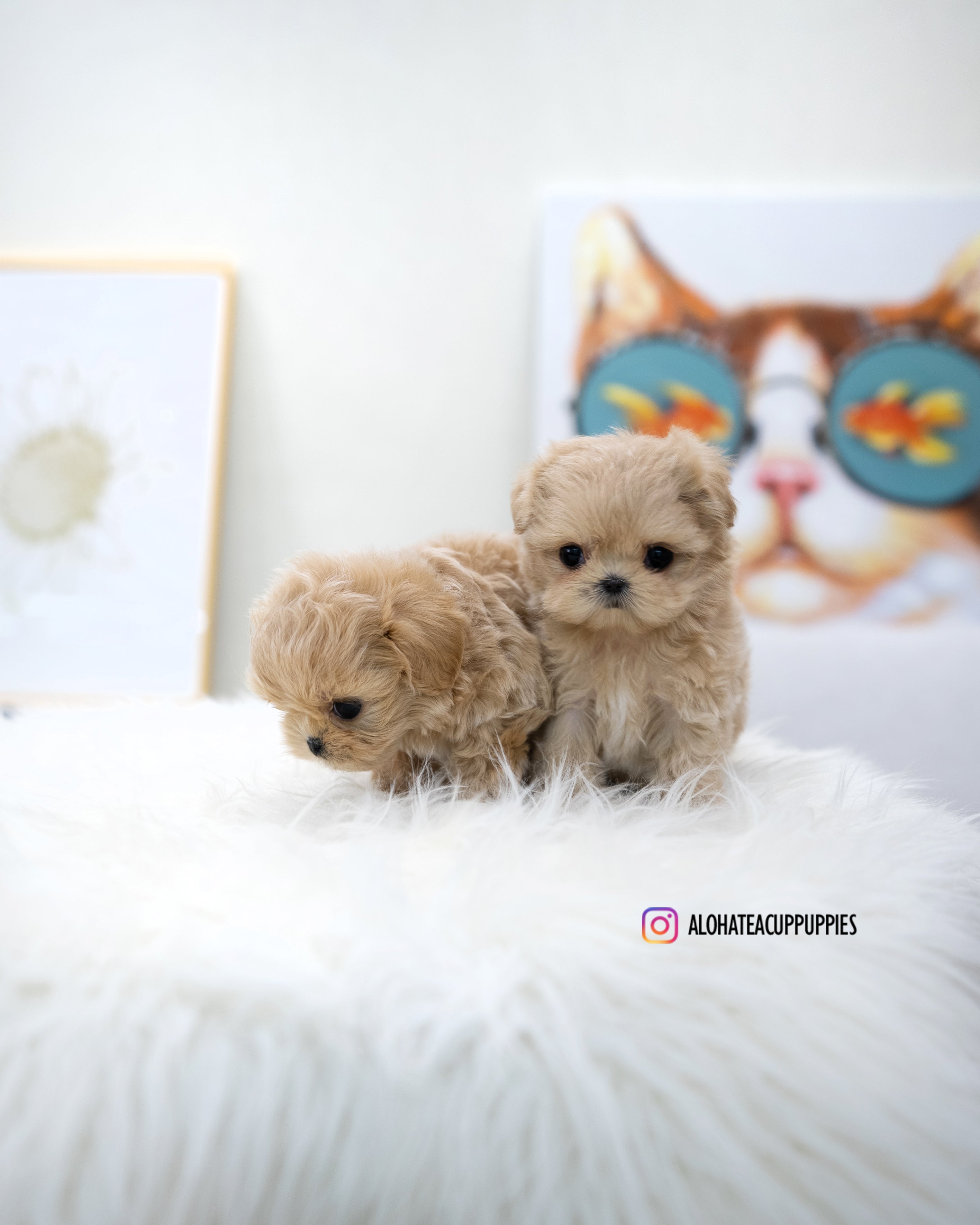 Wayne [TEACUP MALTIPOO]