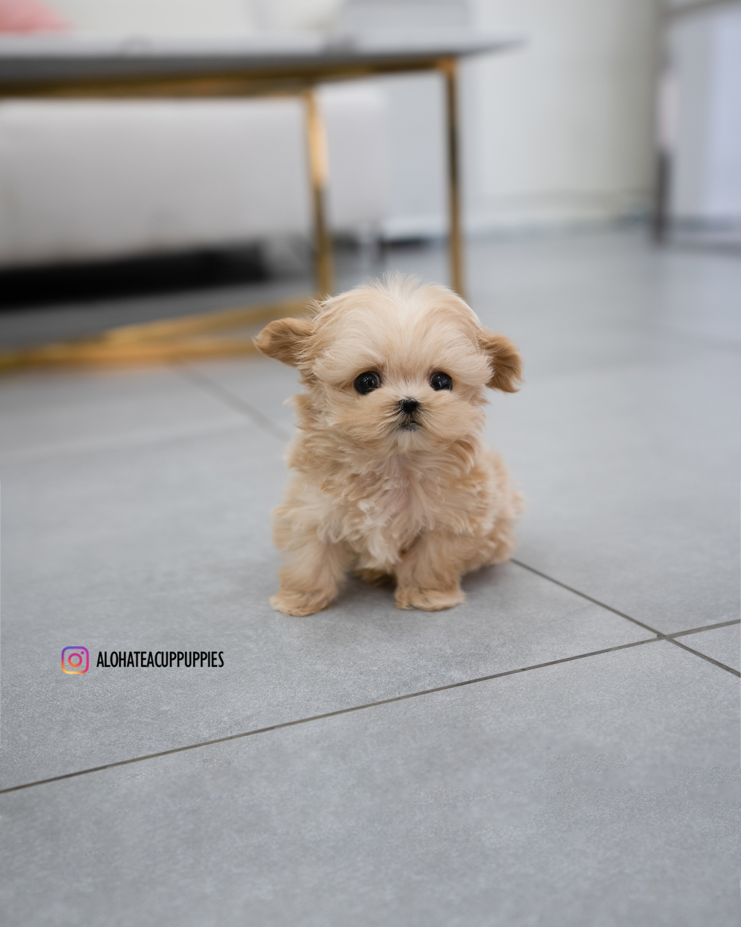 Pablo [TEACUP MALTIPOO]