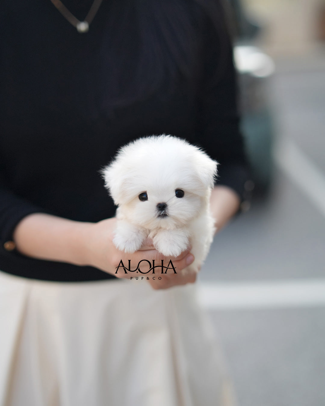 Coby [TEACUP Maltese]