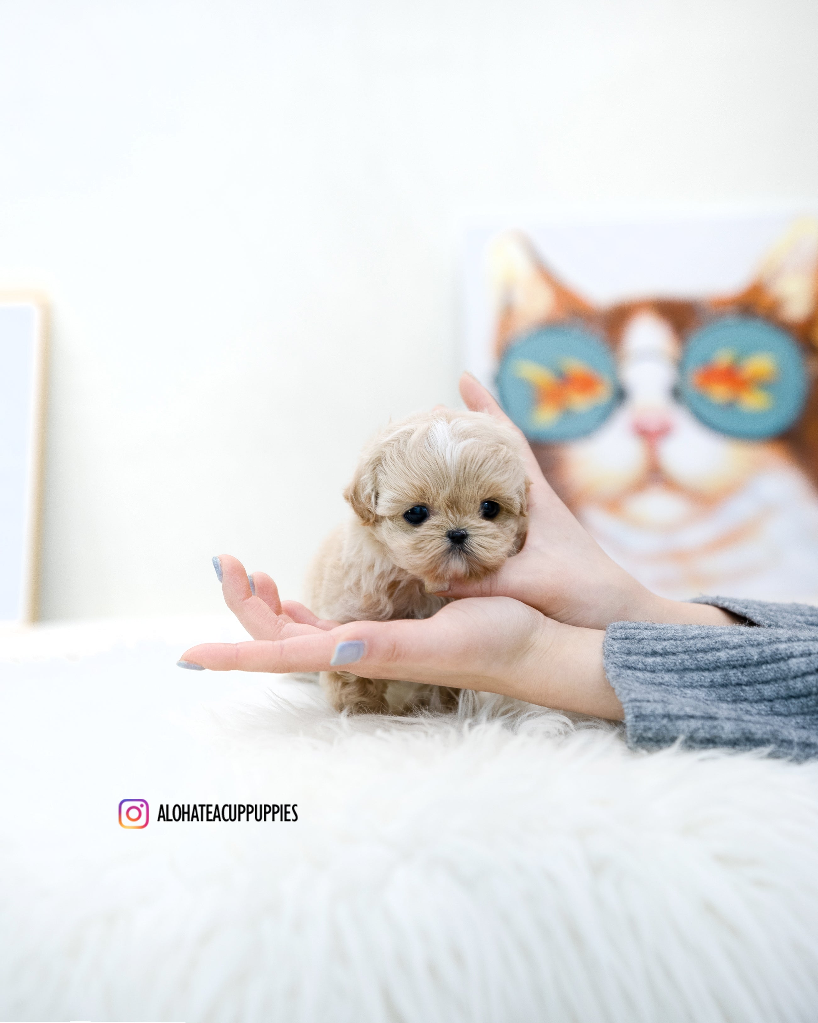 Ronnie [TEACUP MALTIPOO]