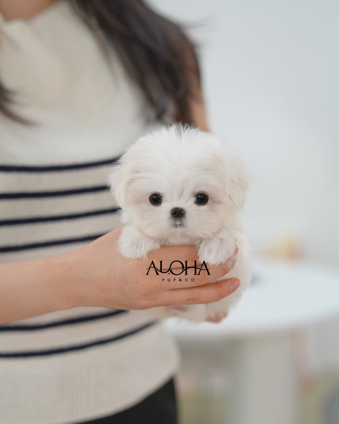 Sera [TEACUP Maltese]