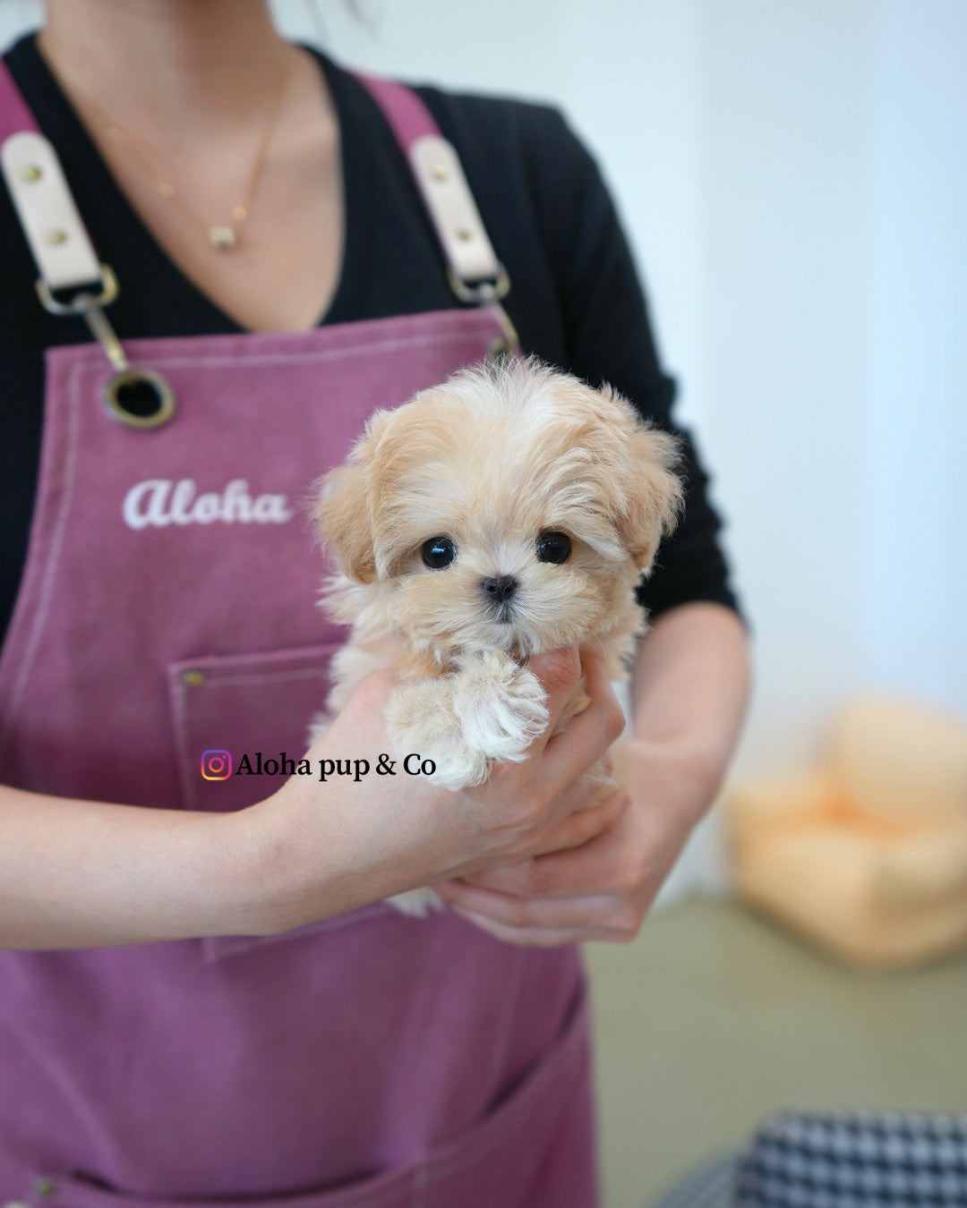 Mori [TEACUP MALTIPOO]
