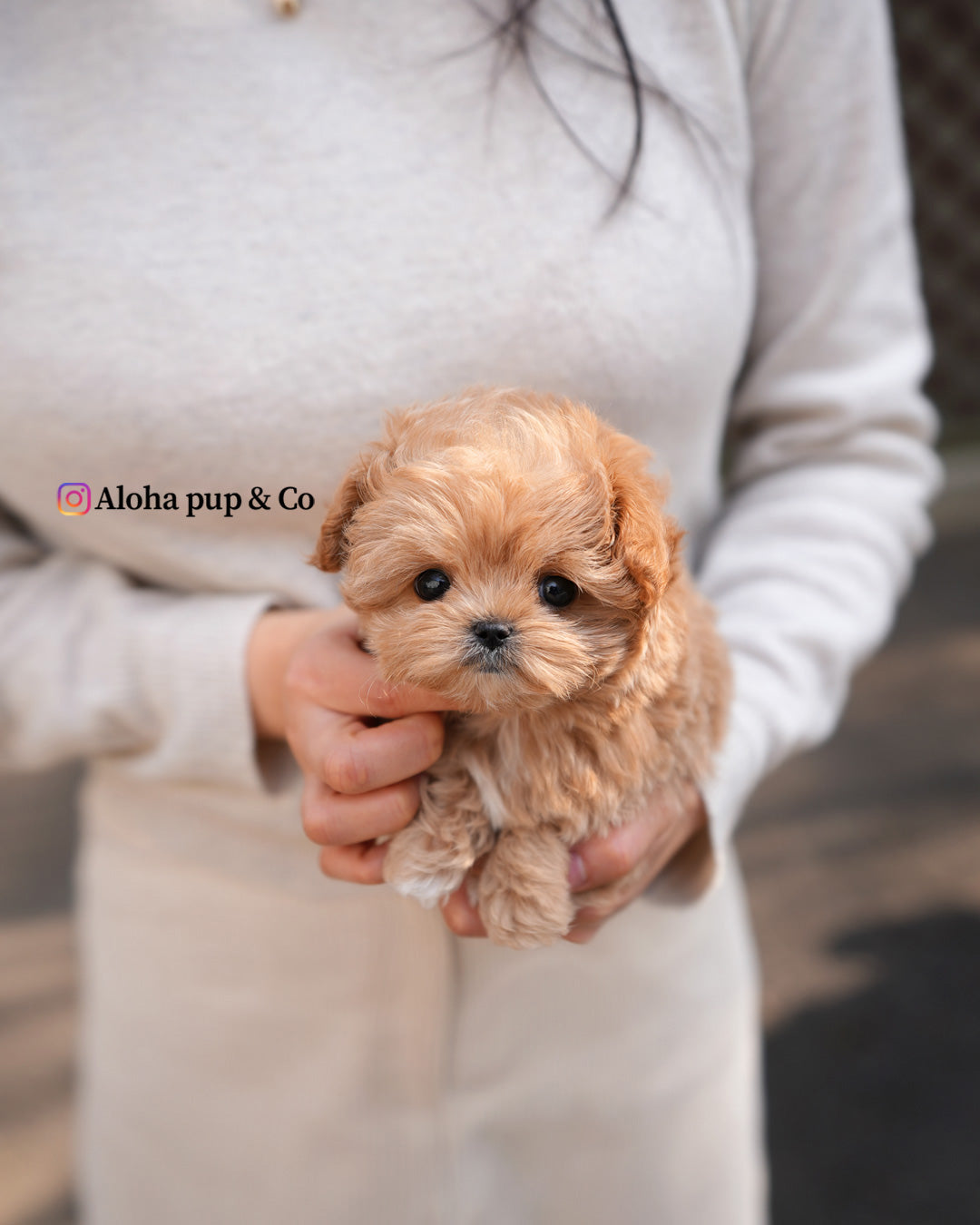 Bruno [TEACUP MALTIPOO]