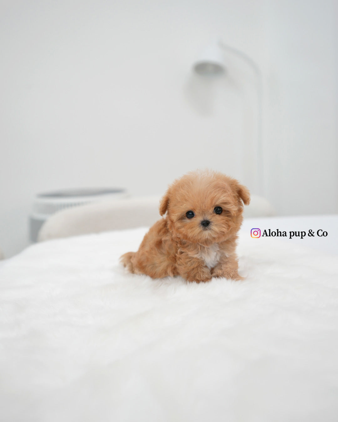 Kael [TEACUP MALTIPOO]
