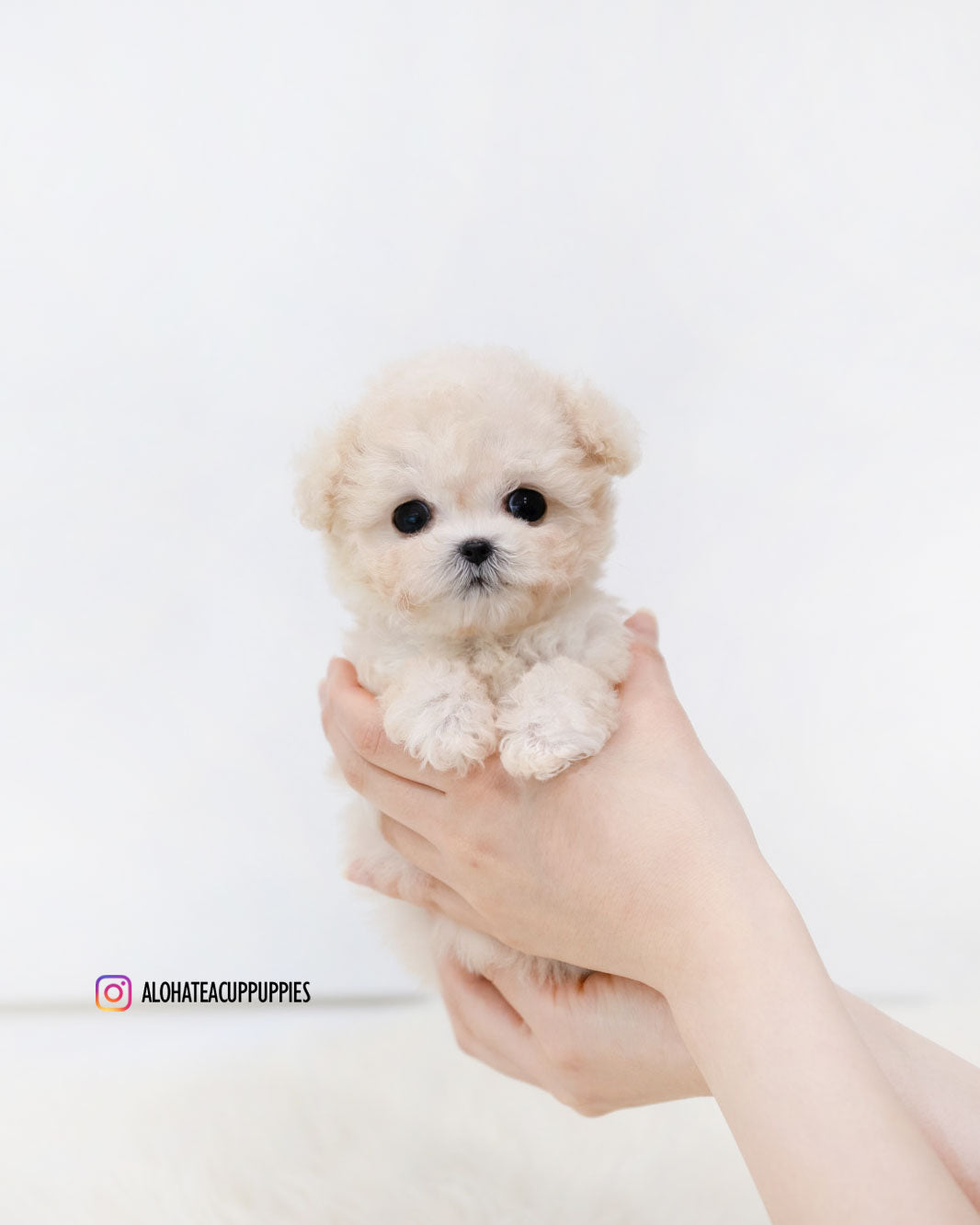 Zoey [TEACUP MALTIPOO]