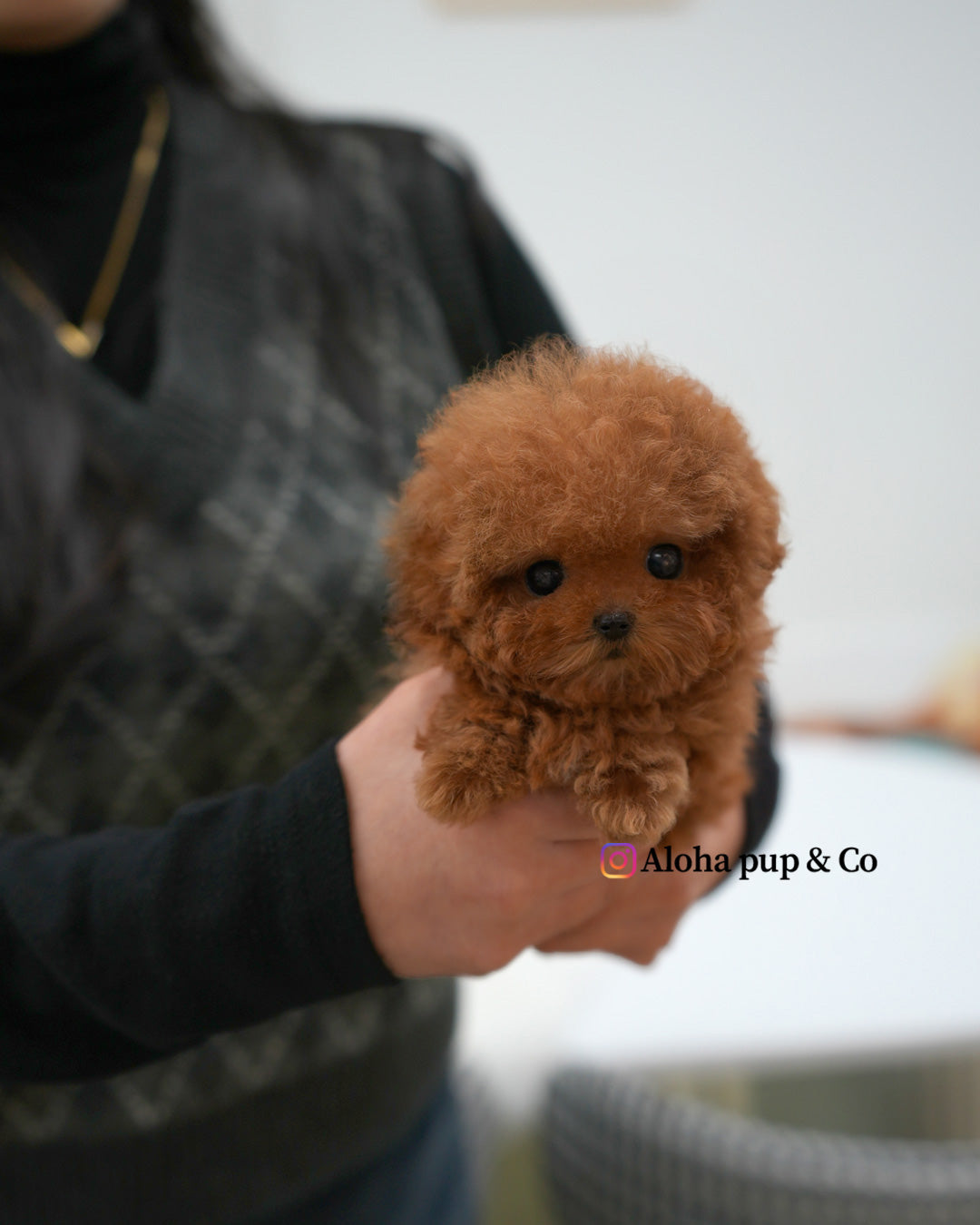 Betty [TEACUP POODLE]