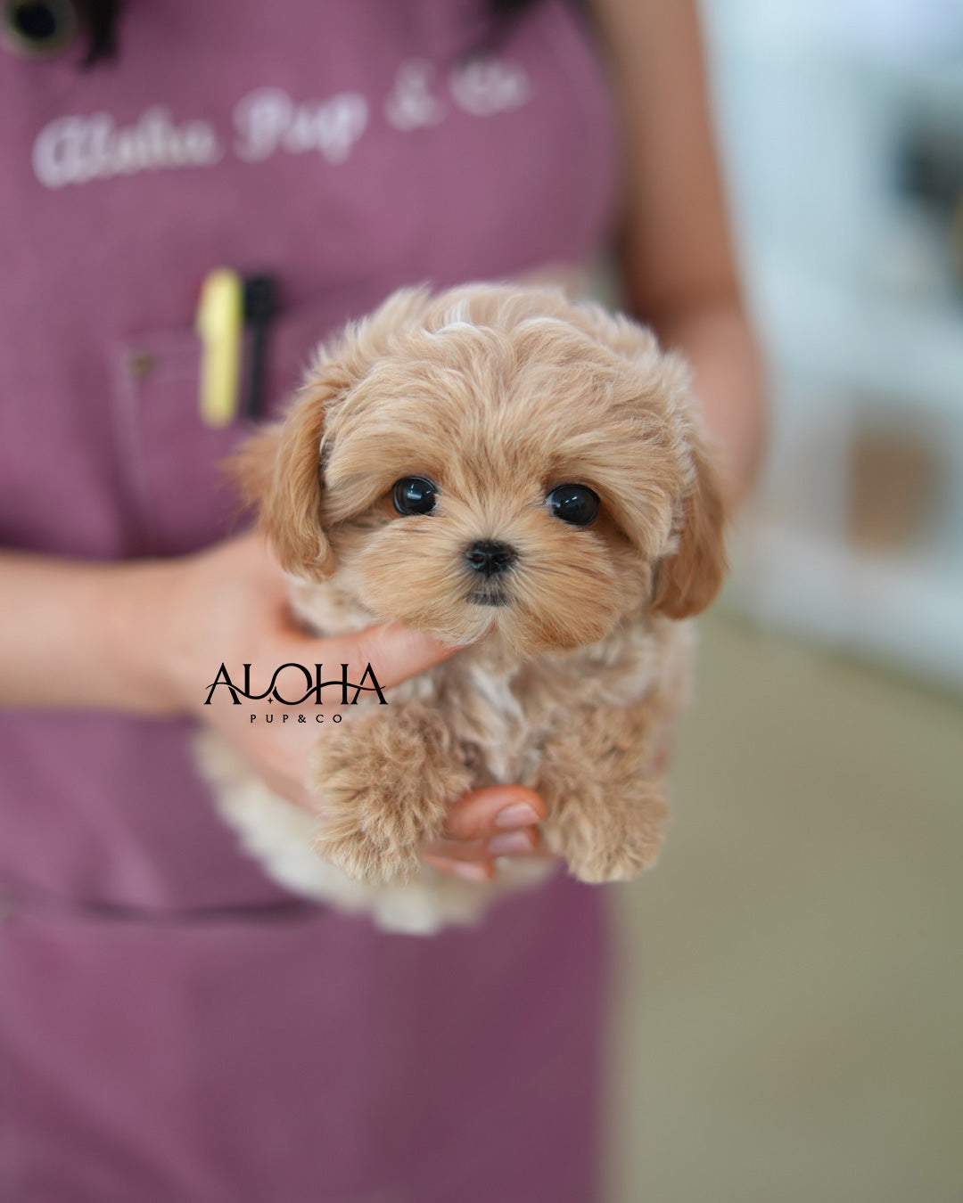 Nemo [TEACUP MALTIPOO]