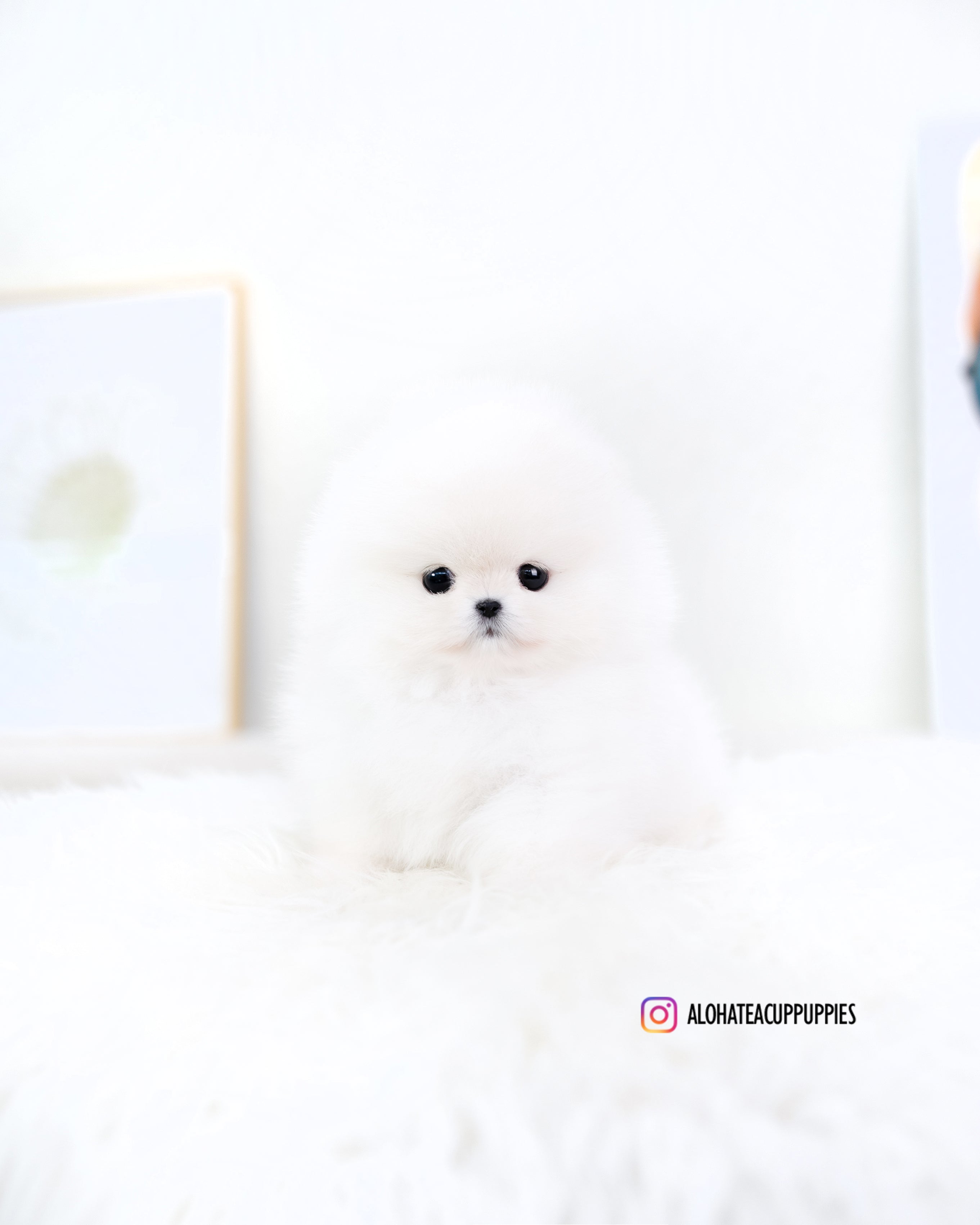 Zara [TEACUP POMERANIAN]