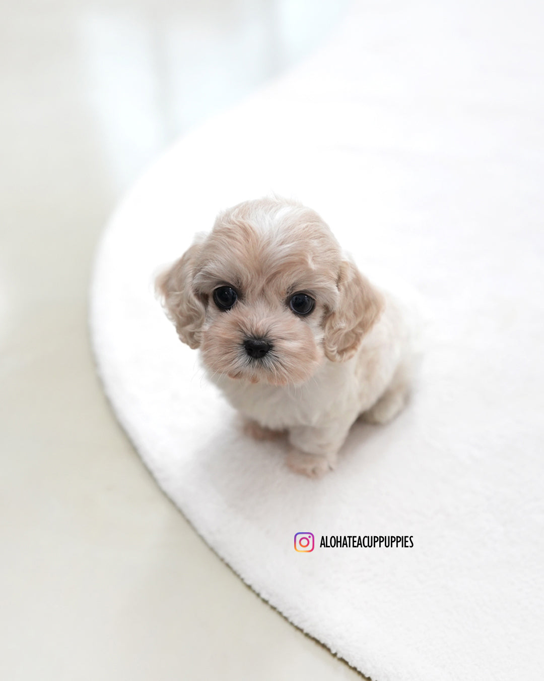 Ron [Mini Cocker Spaniel]