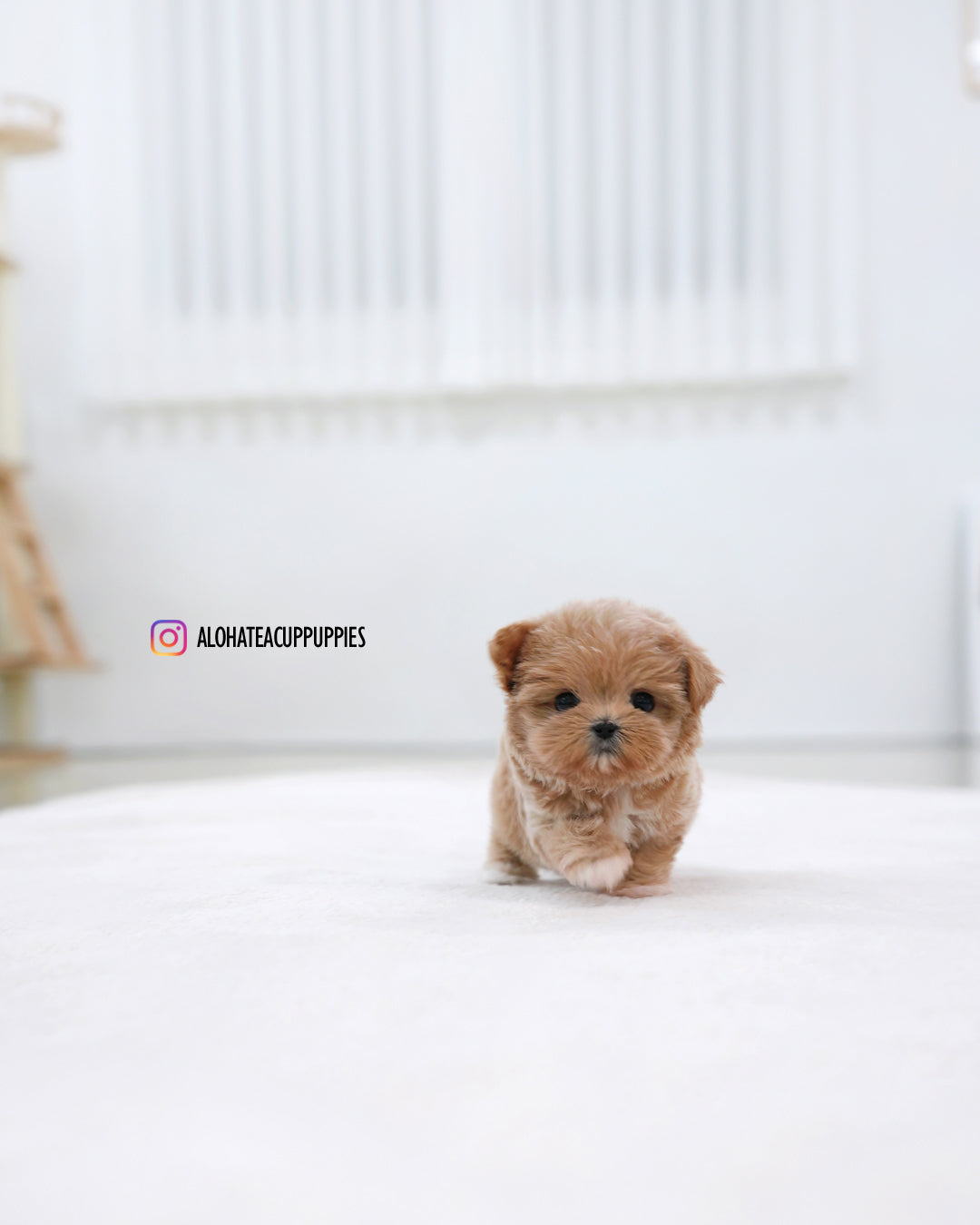 Bibi [TEACUP MALTIPOO]