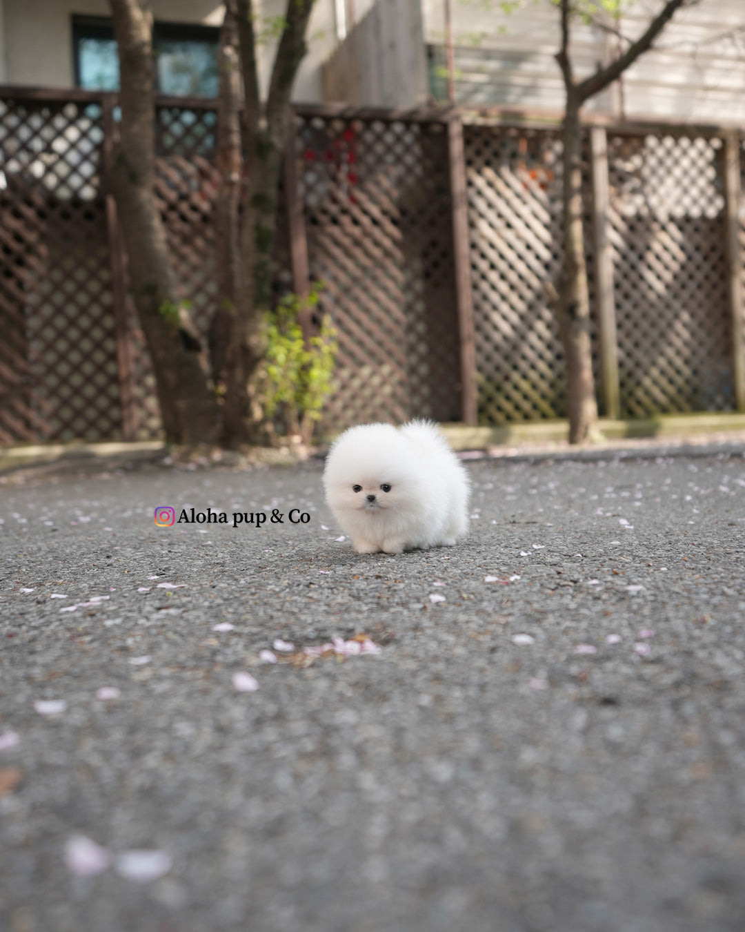 祖丽 [茶杯博美犬]