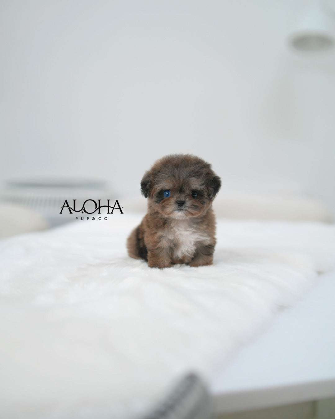 Maya [TEACUP MALTIPOO]
