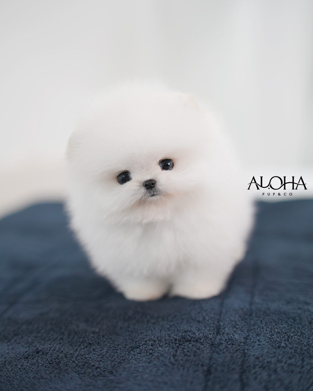 Cotton [TEACUP POMERANIAN]