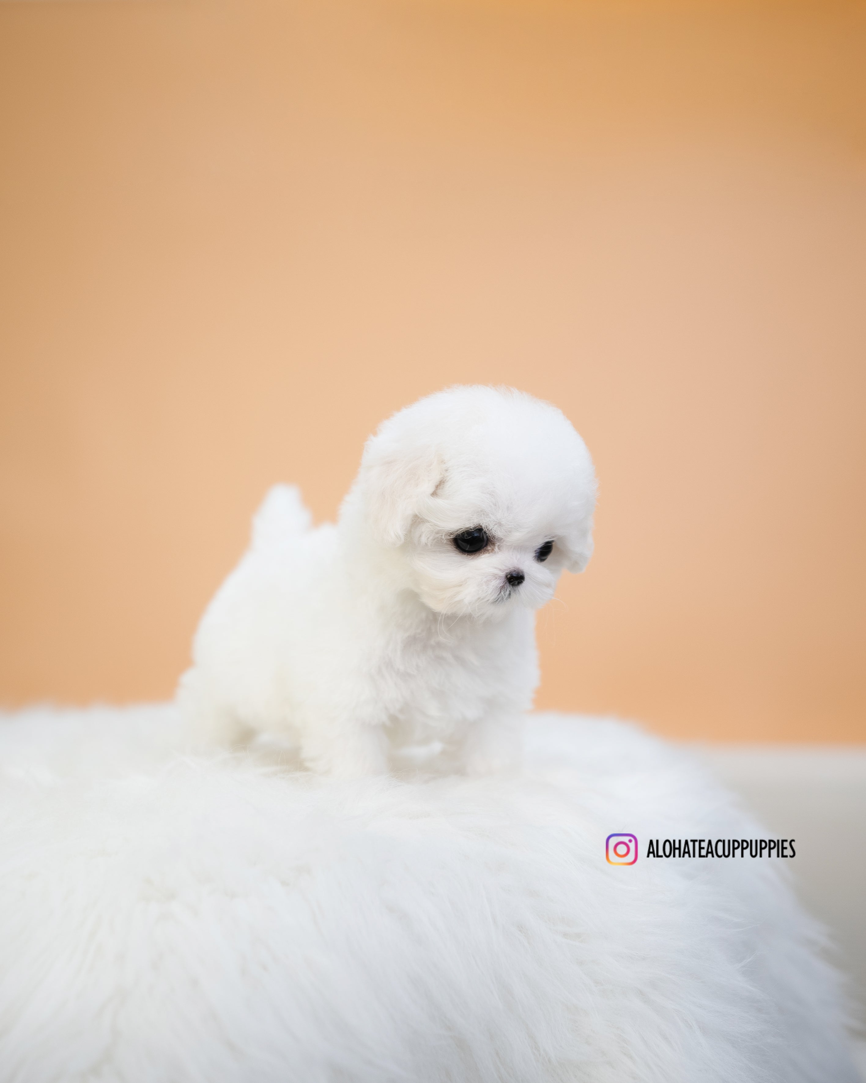 Emily [TEACUP BICHON]