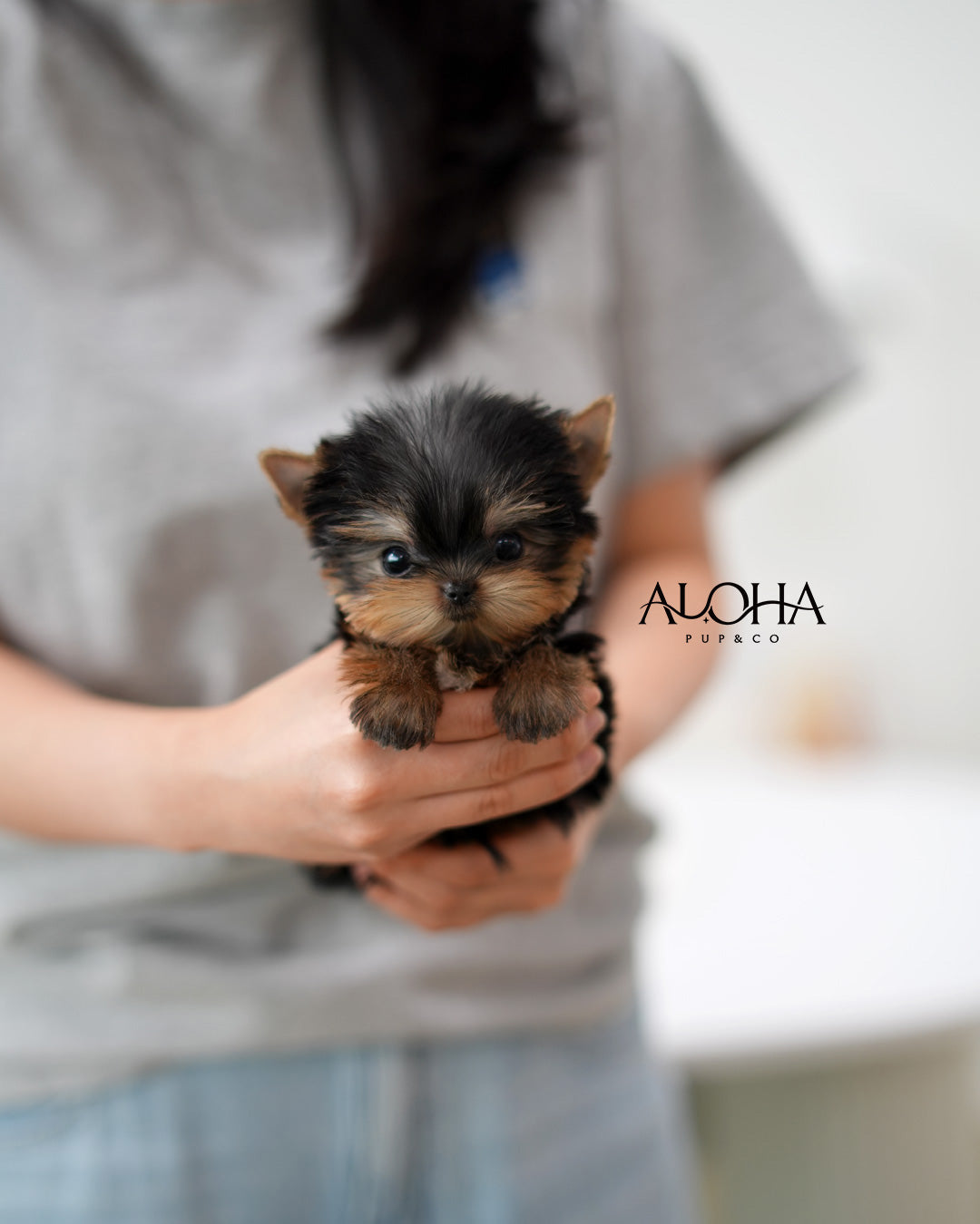Ken [Teacup Yorkie]