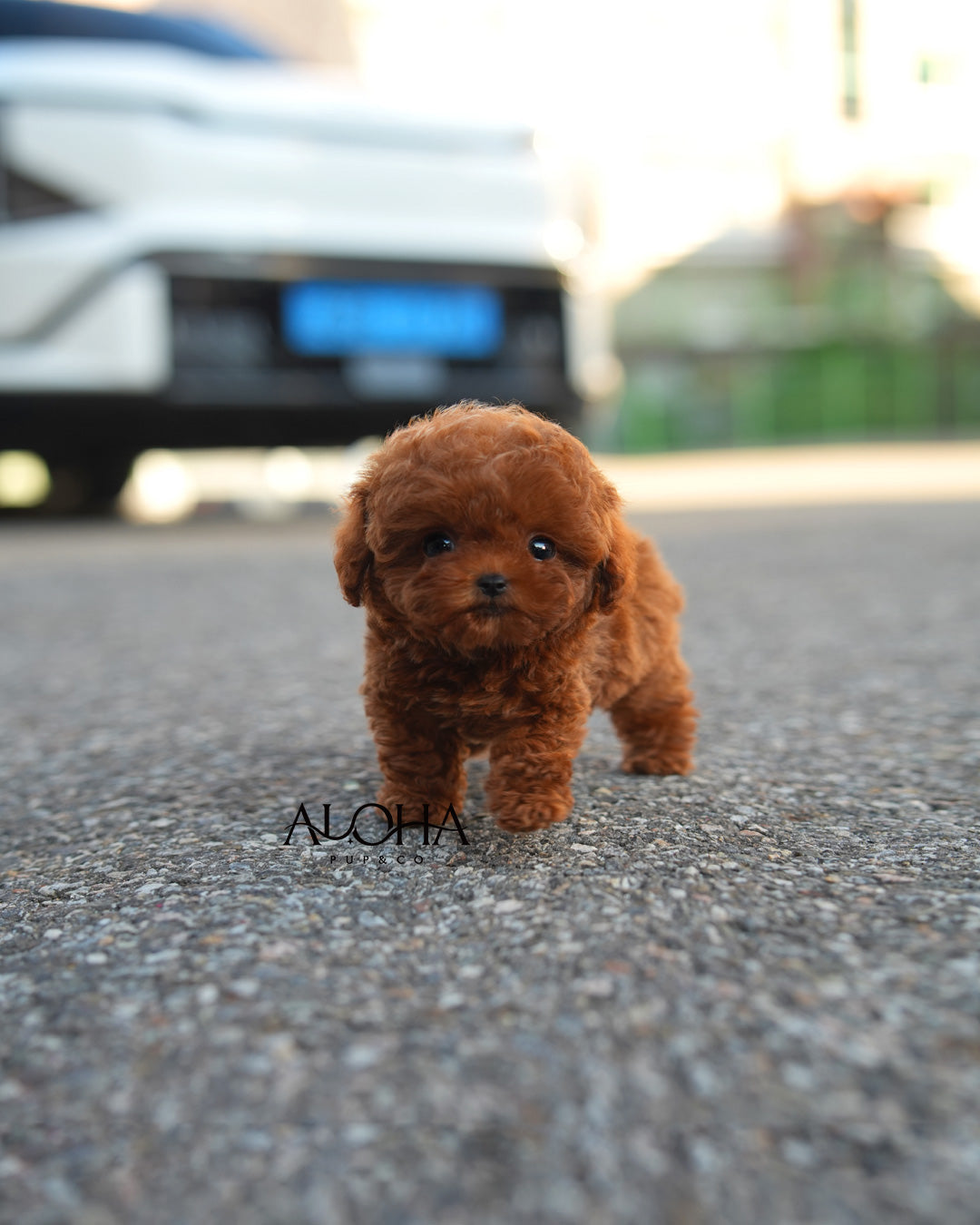 Bambi [TEACUP POODLE]