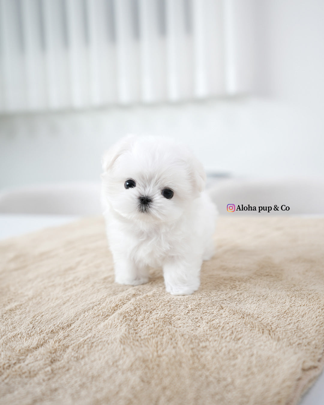 Leo [TEACUP MALTESE]