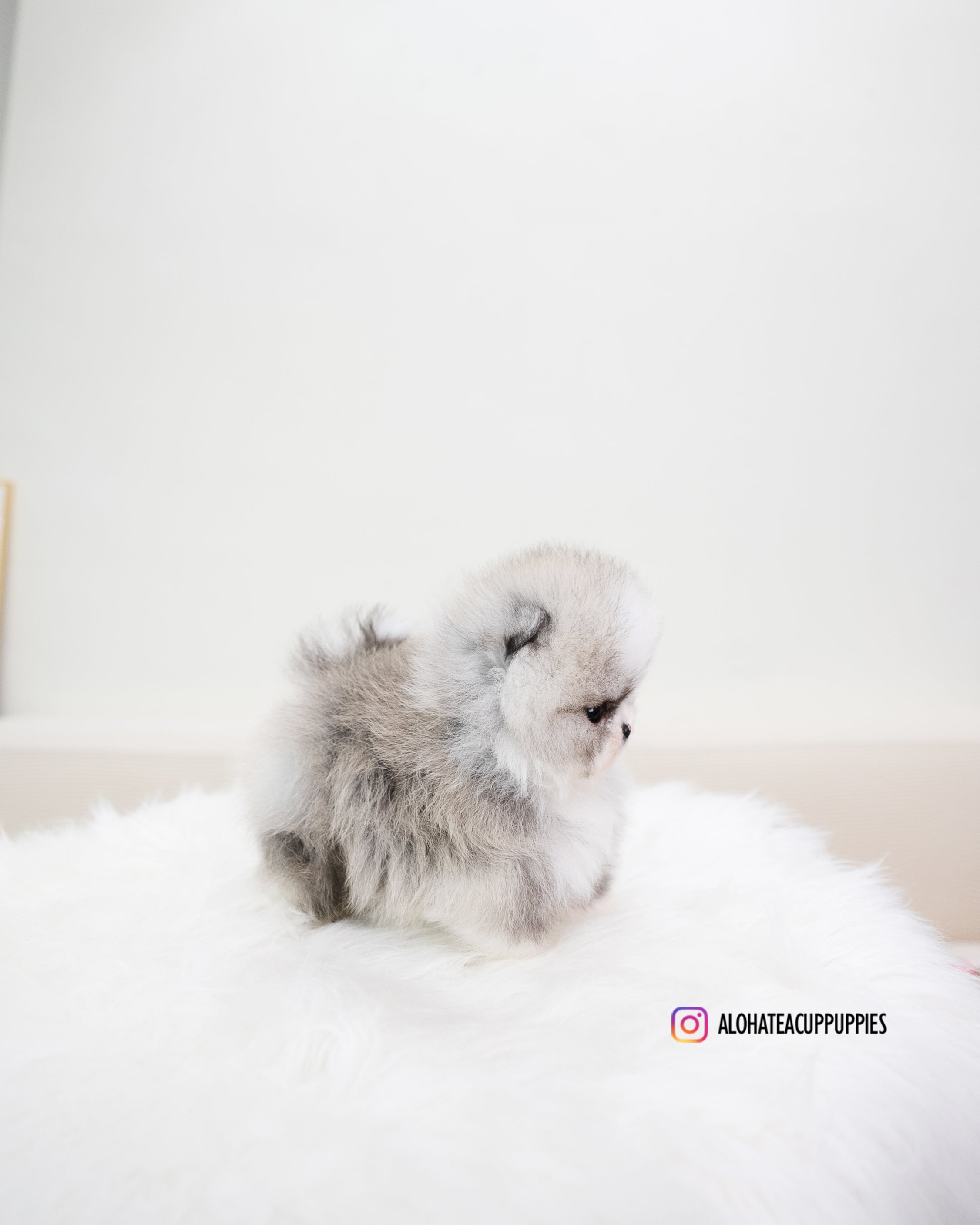 Toby [POMERANIA TAZA DE TÉ]