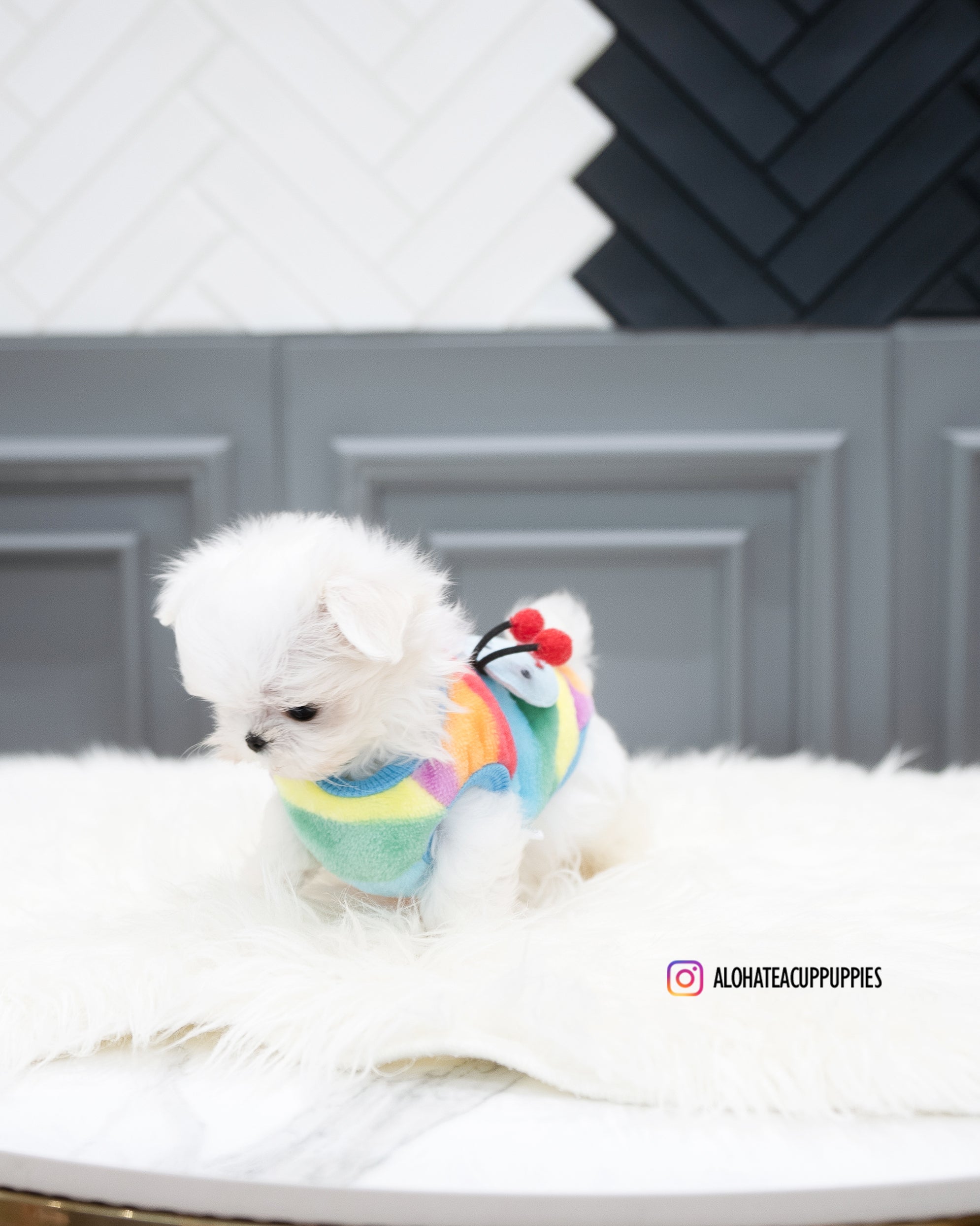 Rosie [TEACUP MALTESE]