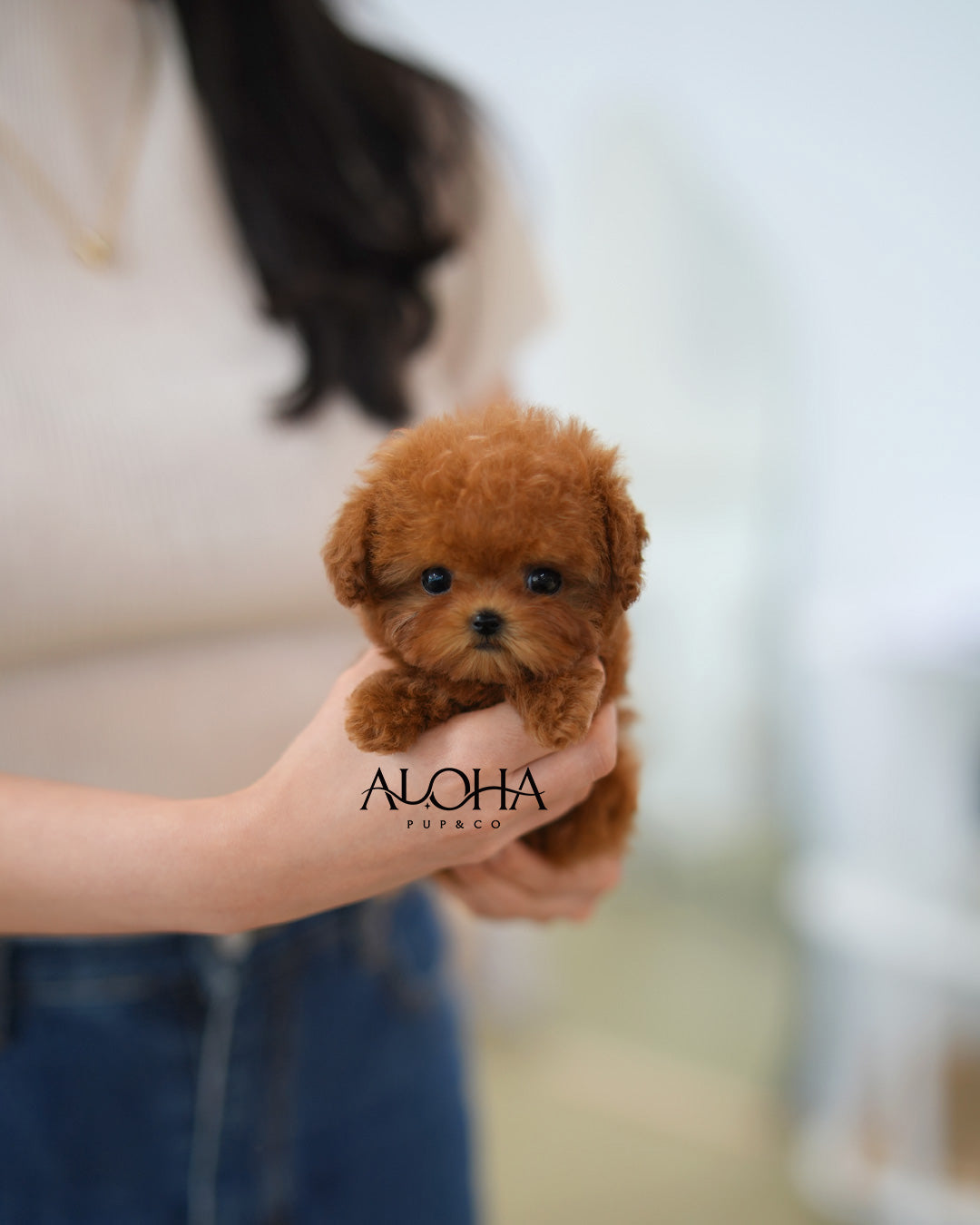 Sasha [TEACUP POODLE]