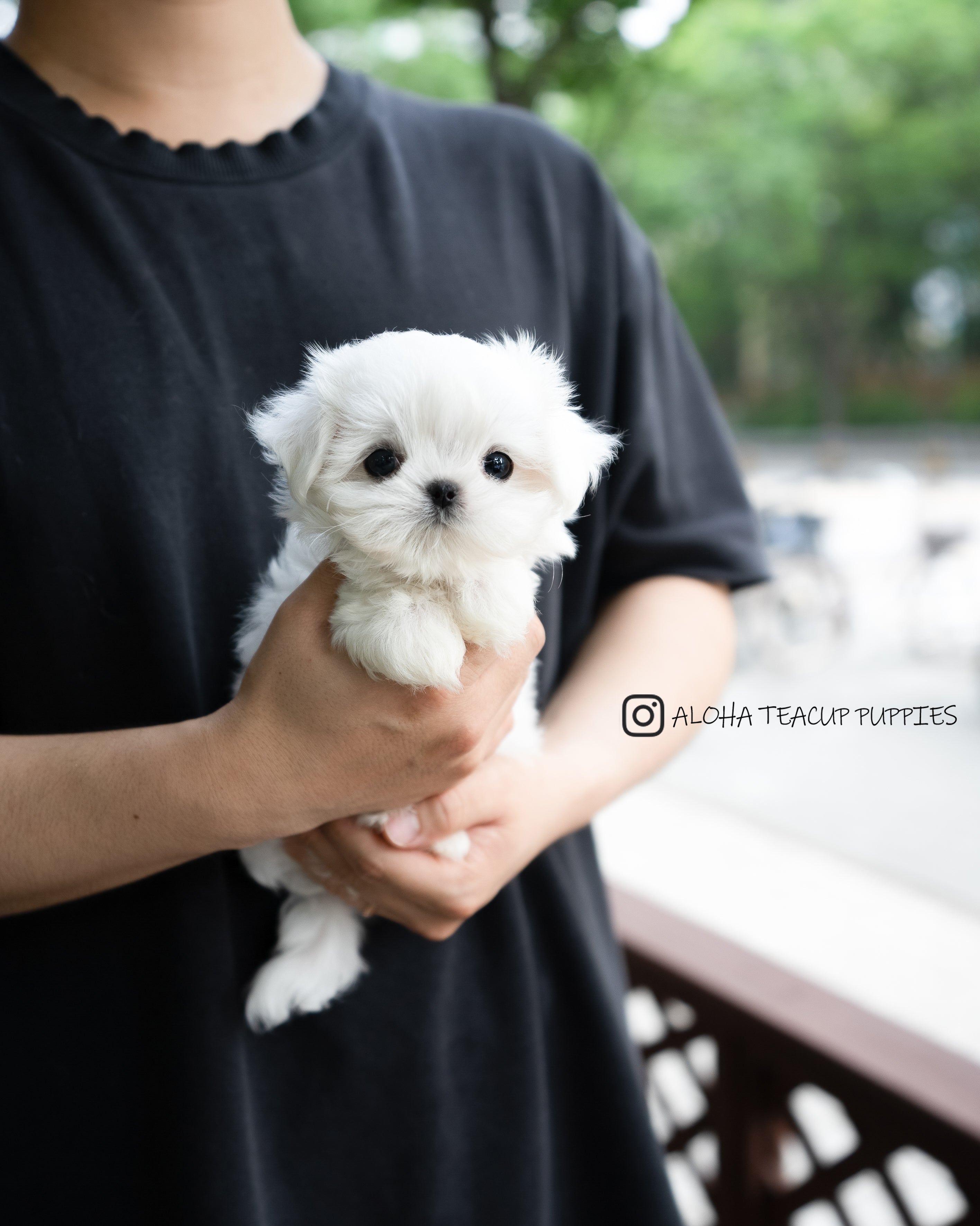 Asher [TEACUP MALTESE]
