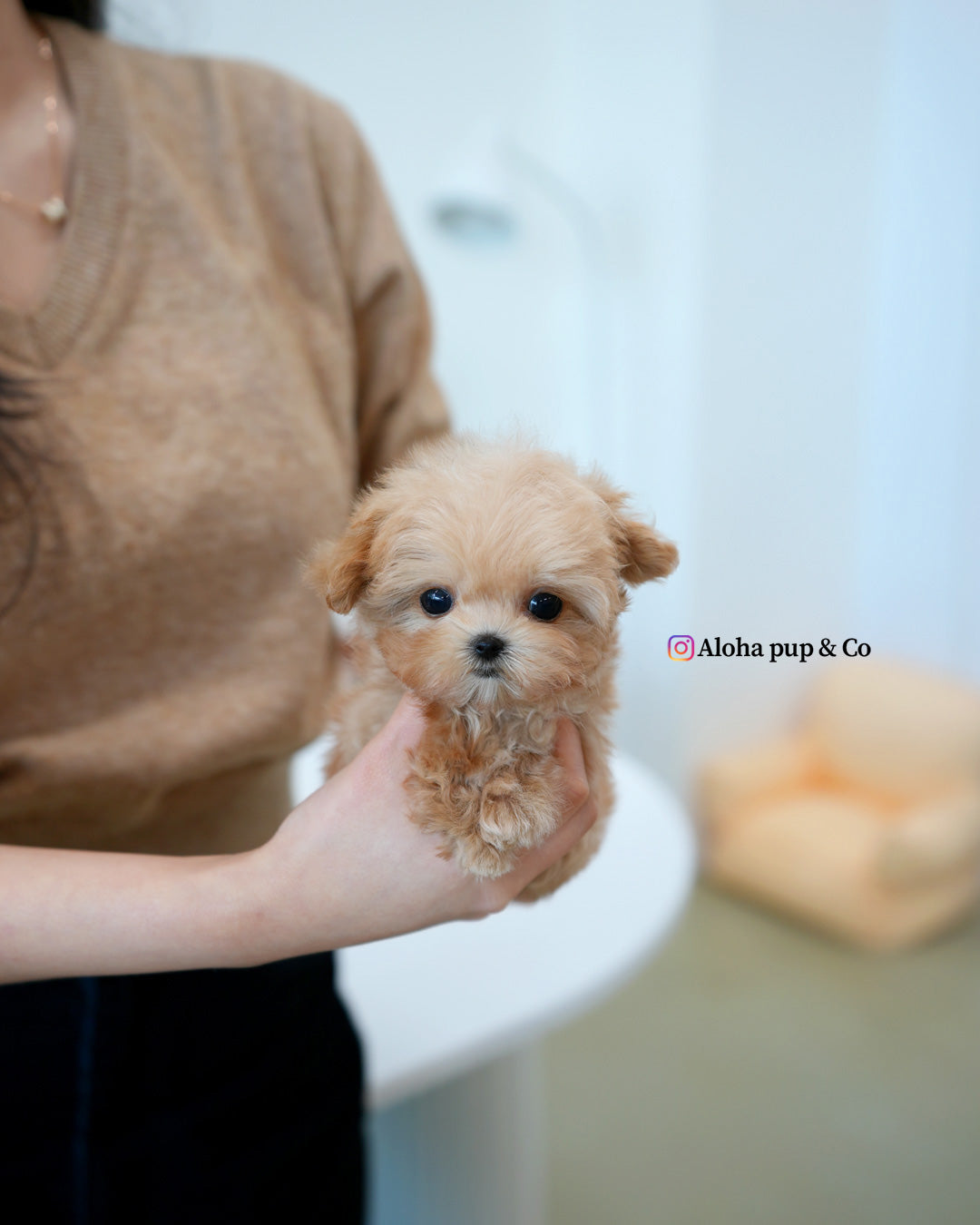 Moto [TEACUP MALTIPOO]