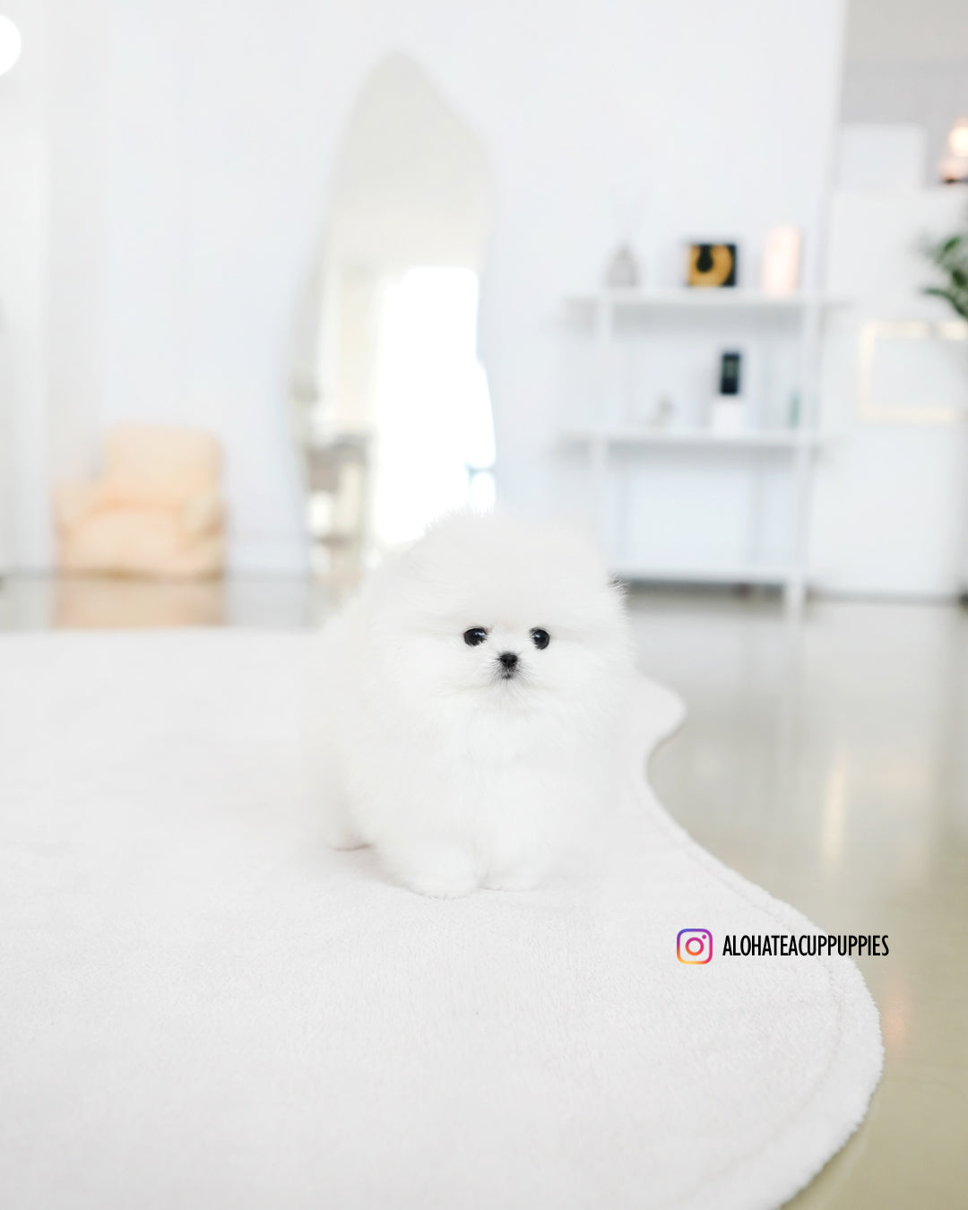 莉娜 [茶杯博美犬]