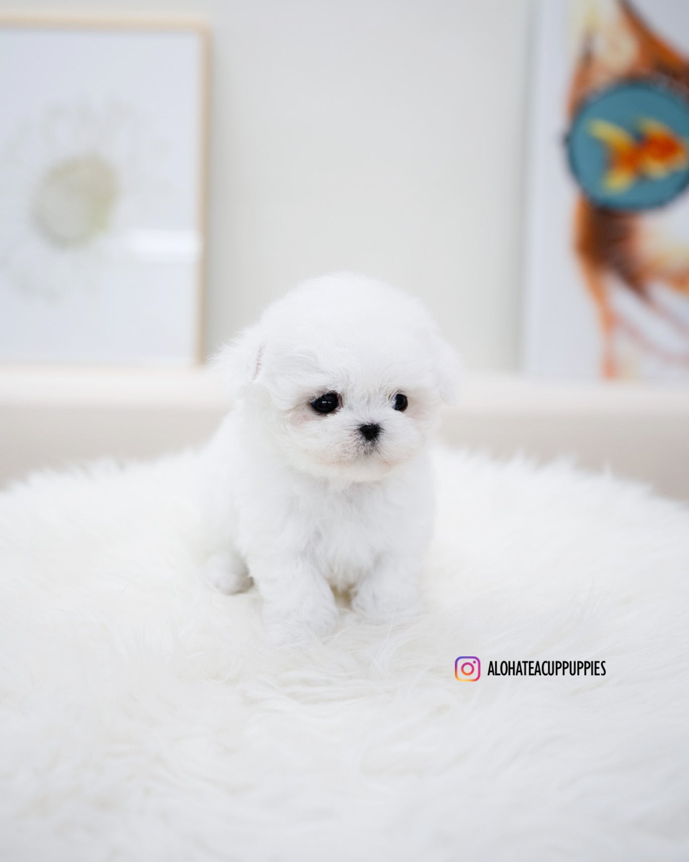 bonbon [TEACUP BICHON]