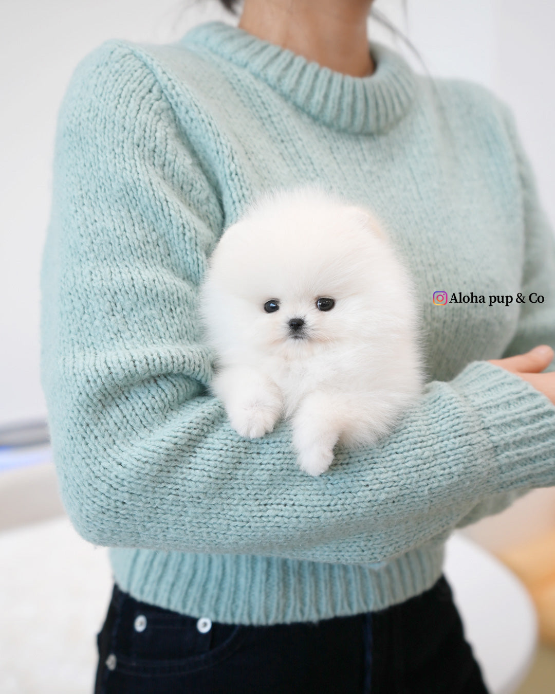 Emily [POMERANIA TAZA DE TÉ]
