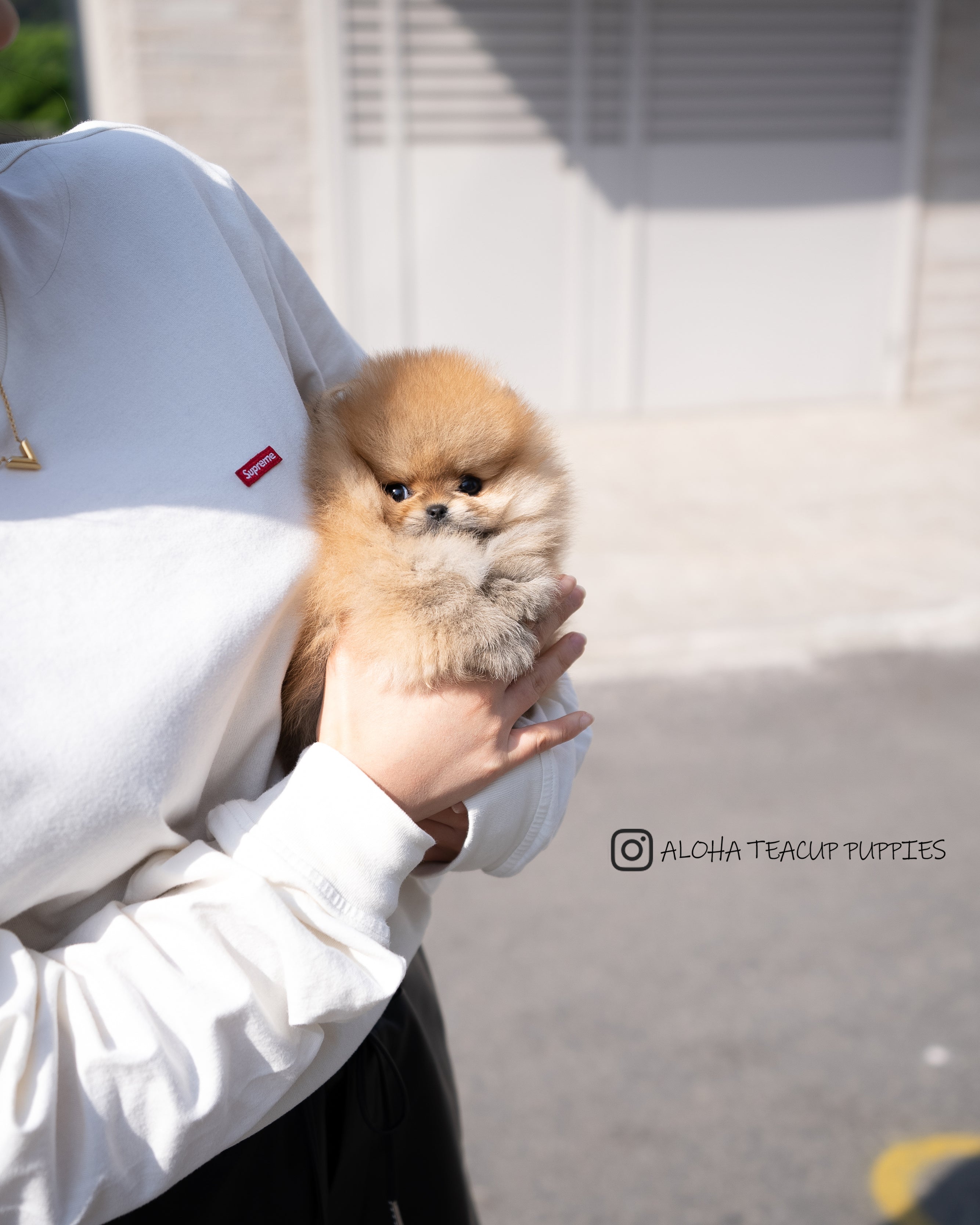 Theo [POMERANIA TAZA DE TÉ]