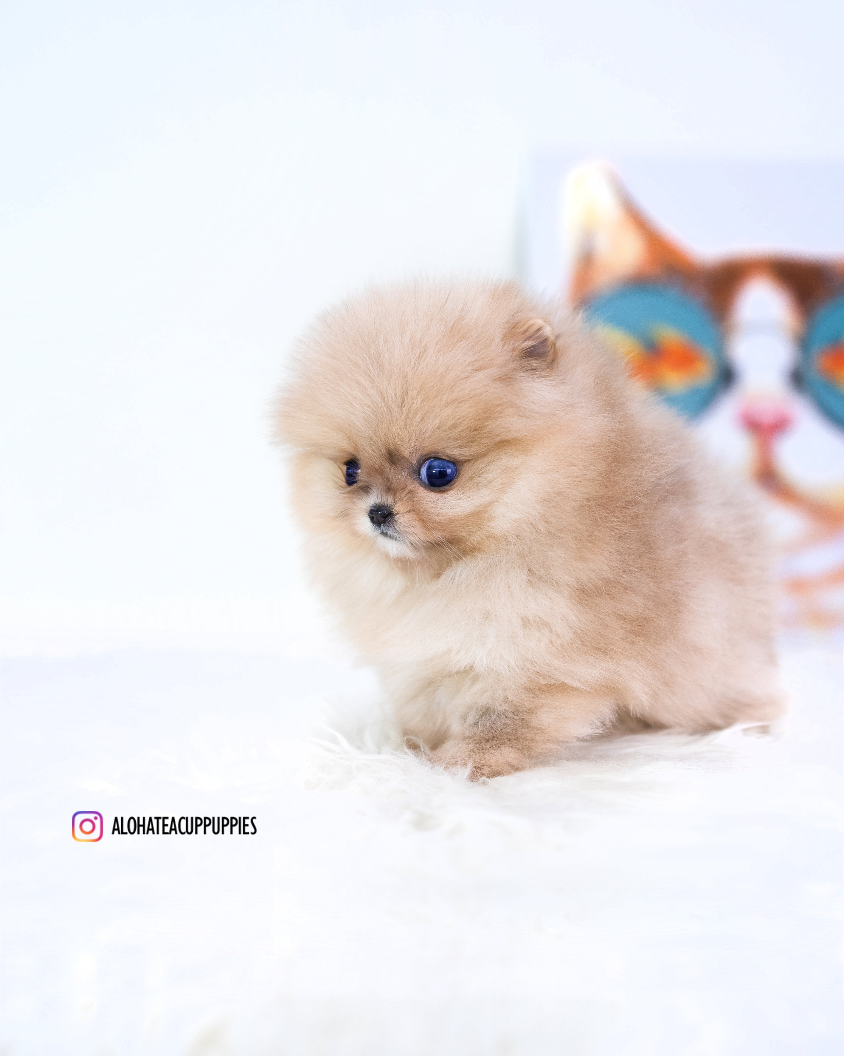 Gideon [TEACUP POMERANIAN]