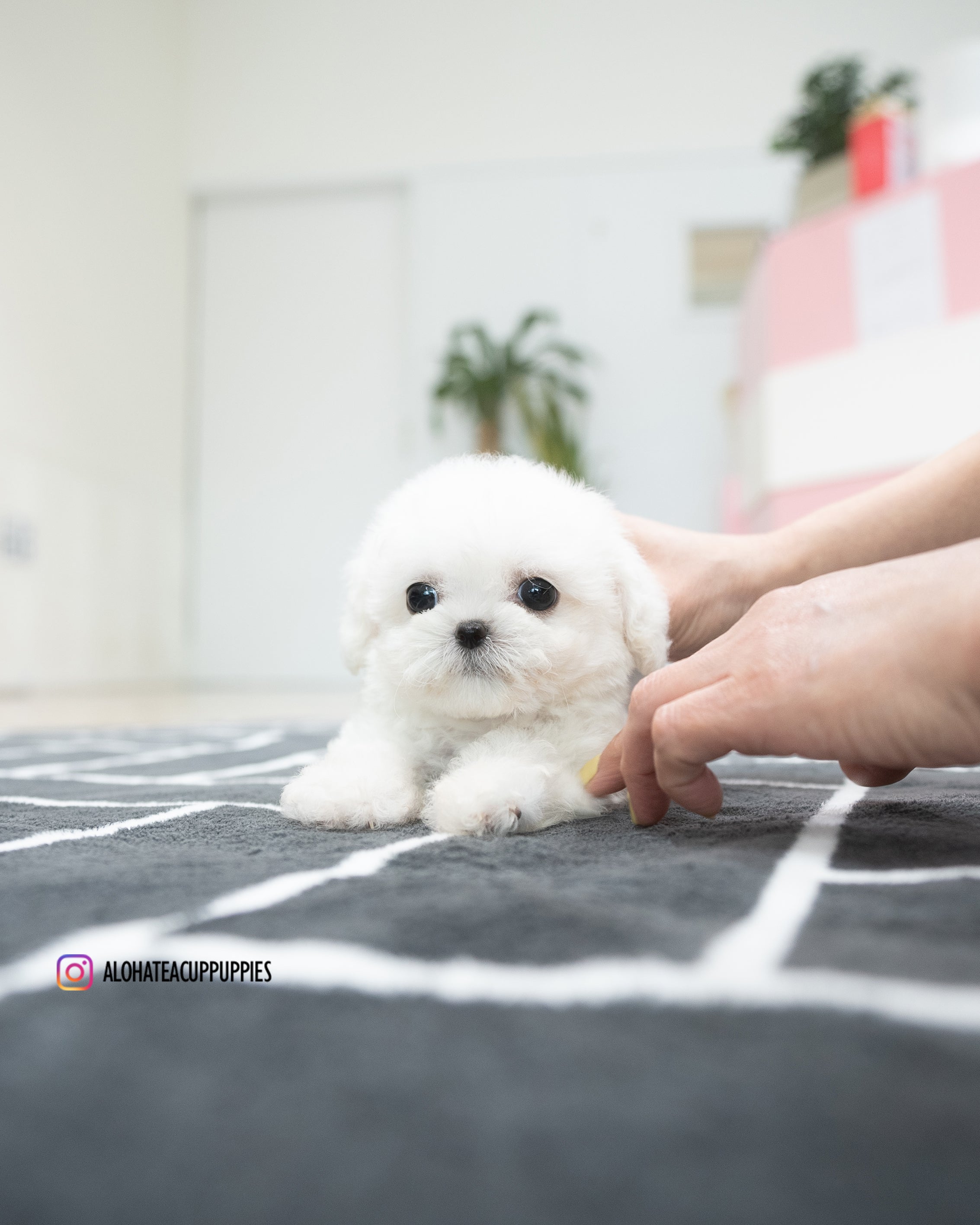 Orion [TEACUP Bichon]