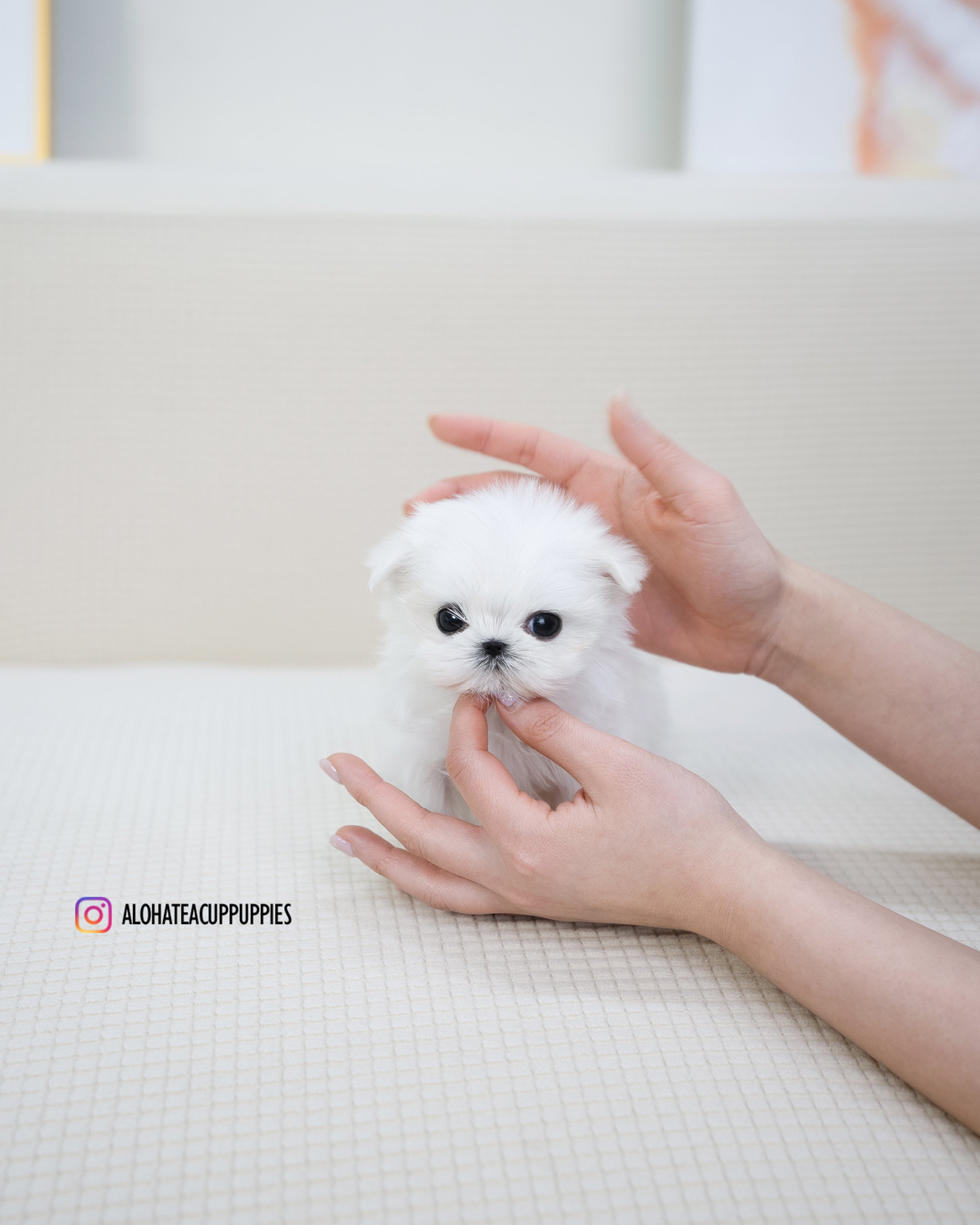 Dior [TEACUP MALTESE]