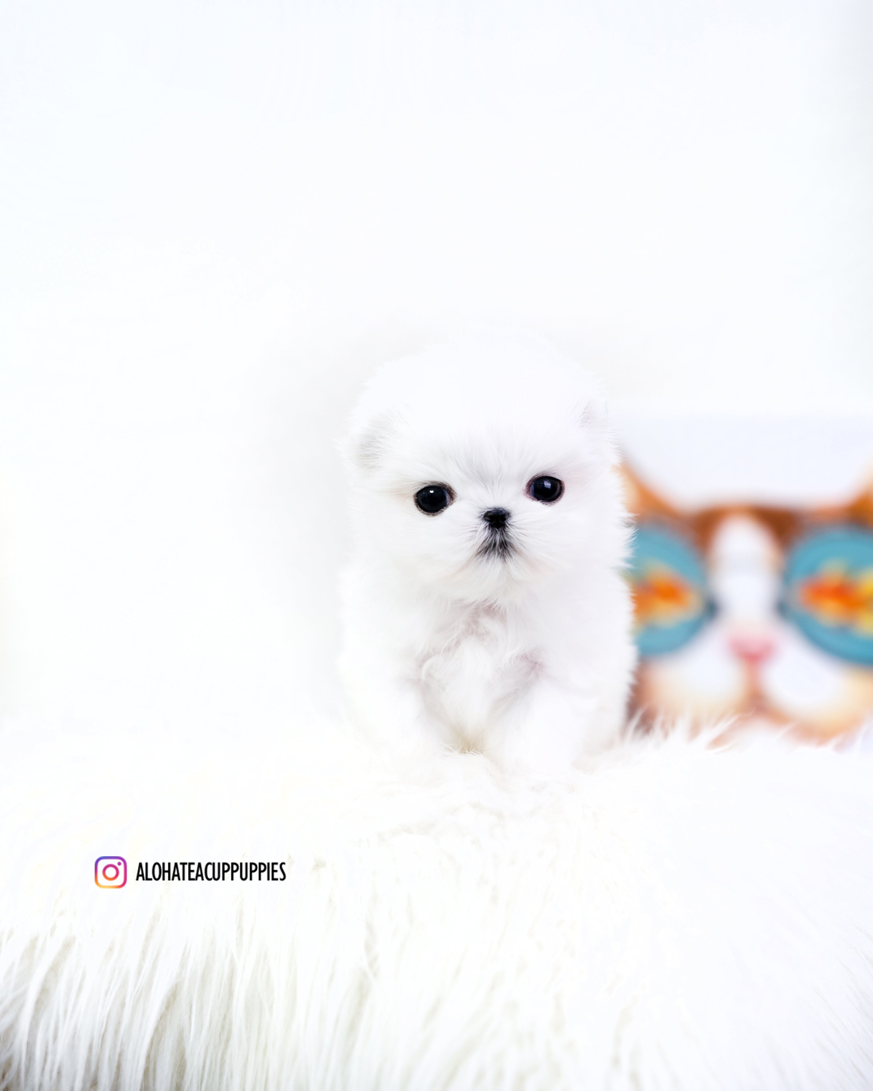 dove [TEACUP MALTESE]