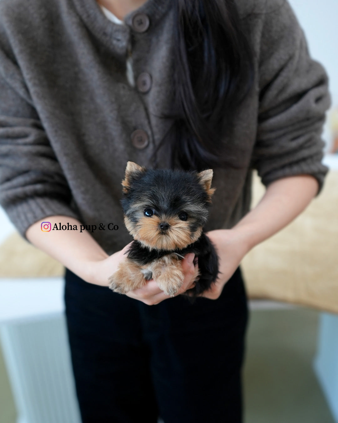 Ivy [Teacup YORKIE]