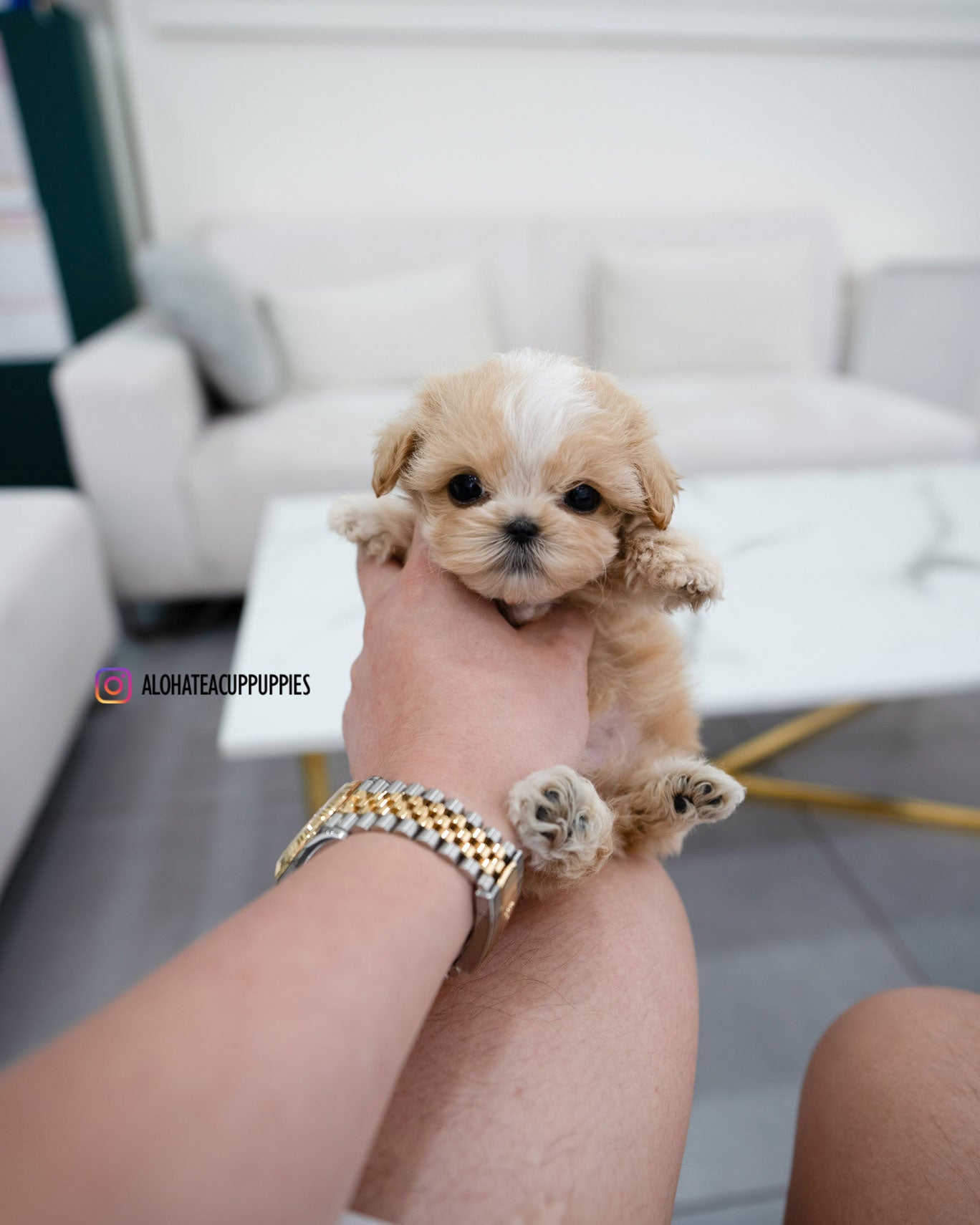 Mac [TEACUP MALTIPOO]