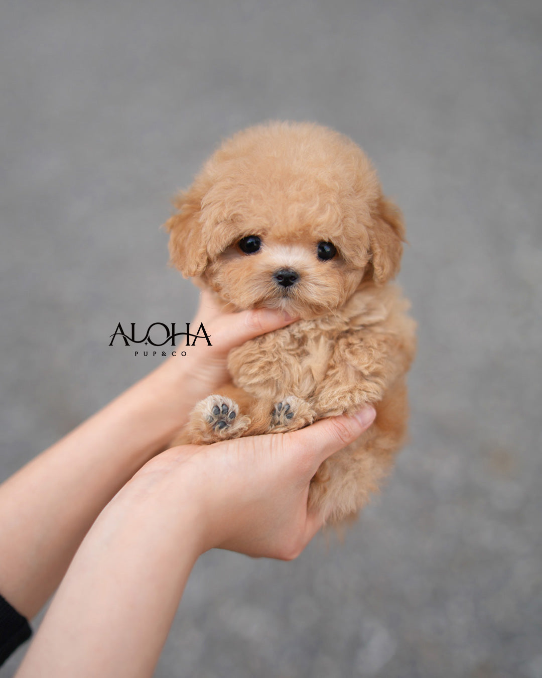 Rory [TEACUP POODLE]