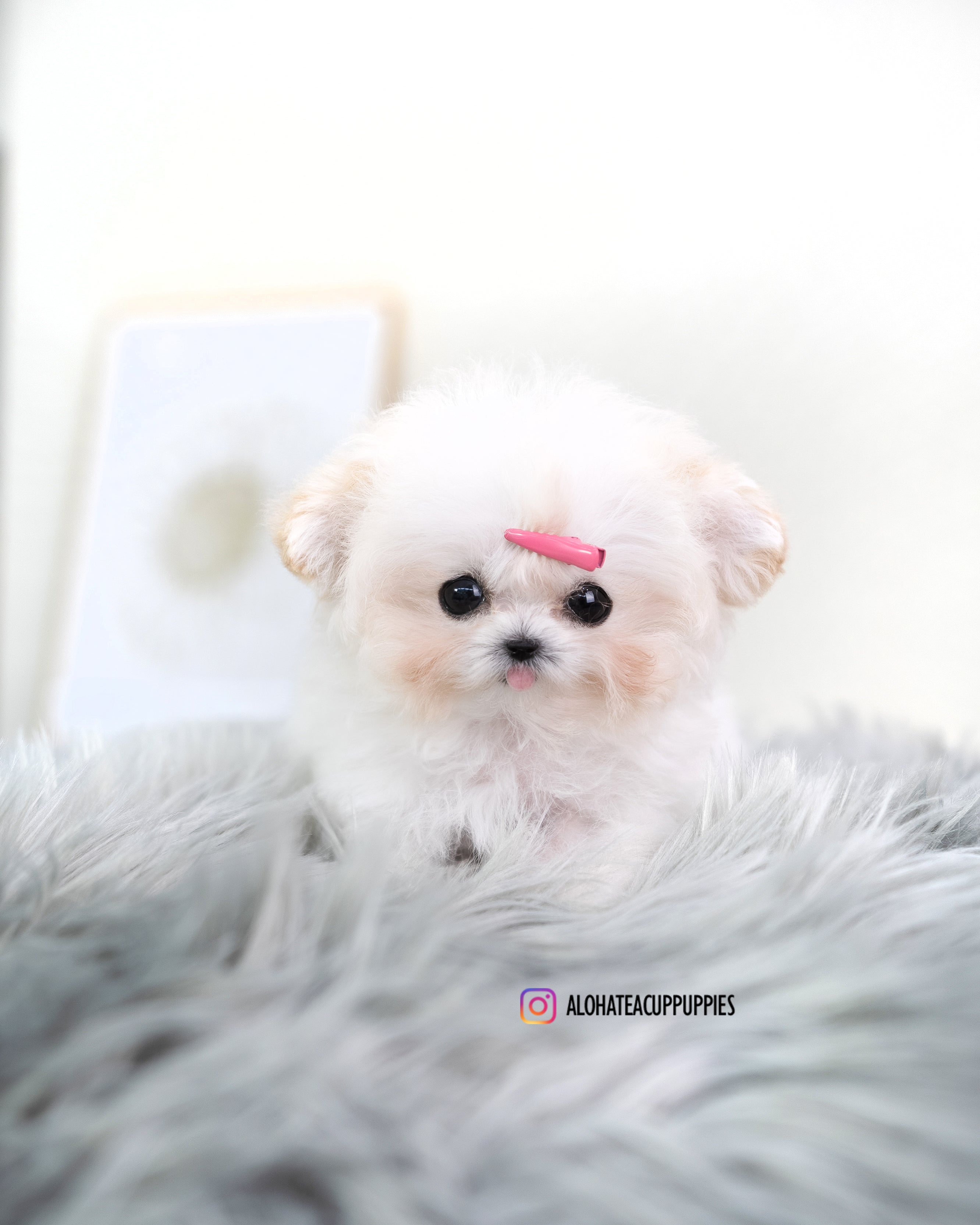 Avril [CANICHE PEQUEÑO]