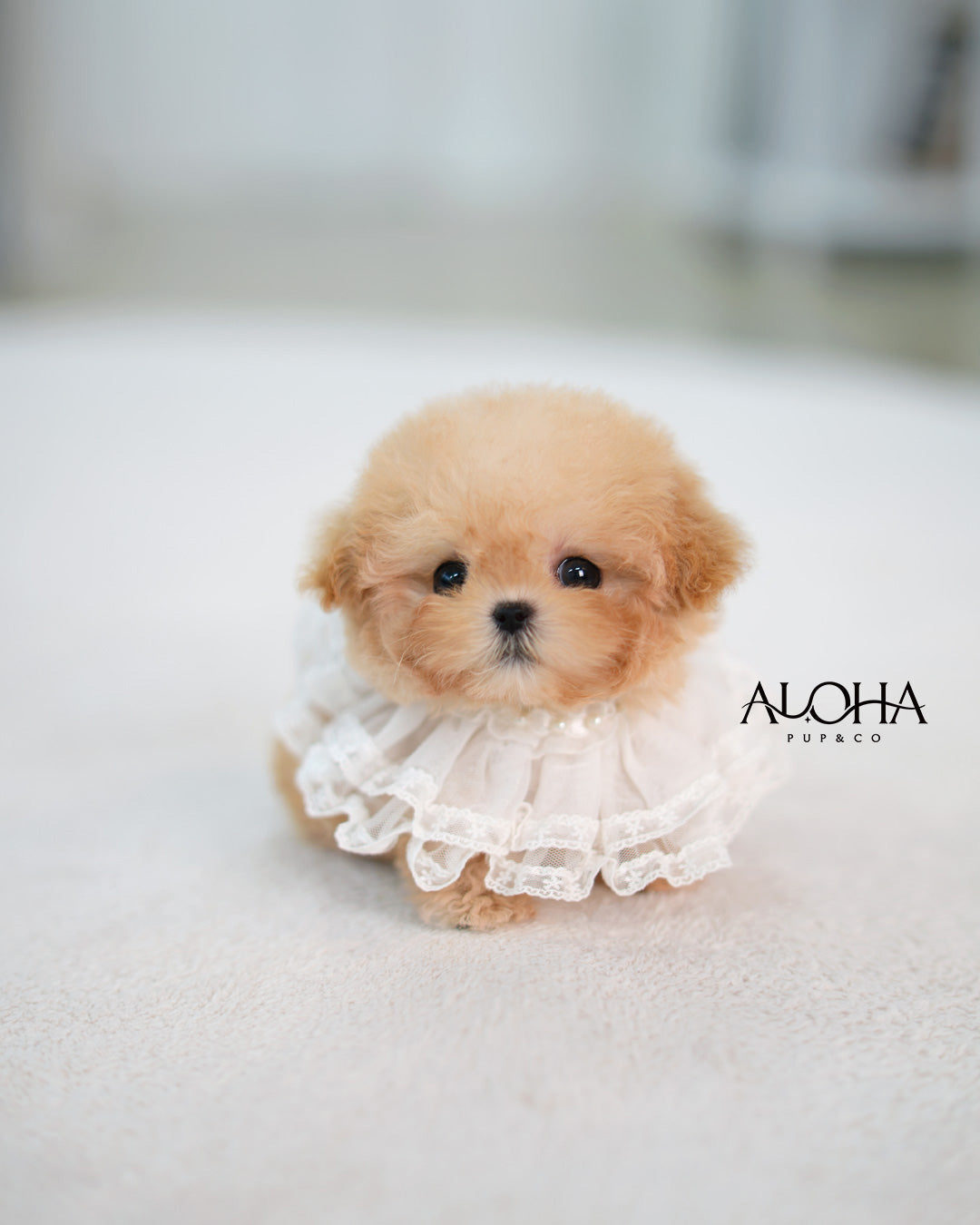 Tiffany [TEACUP MALTIPOO]