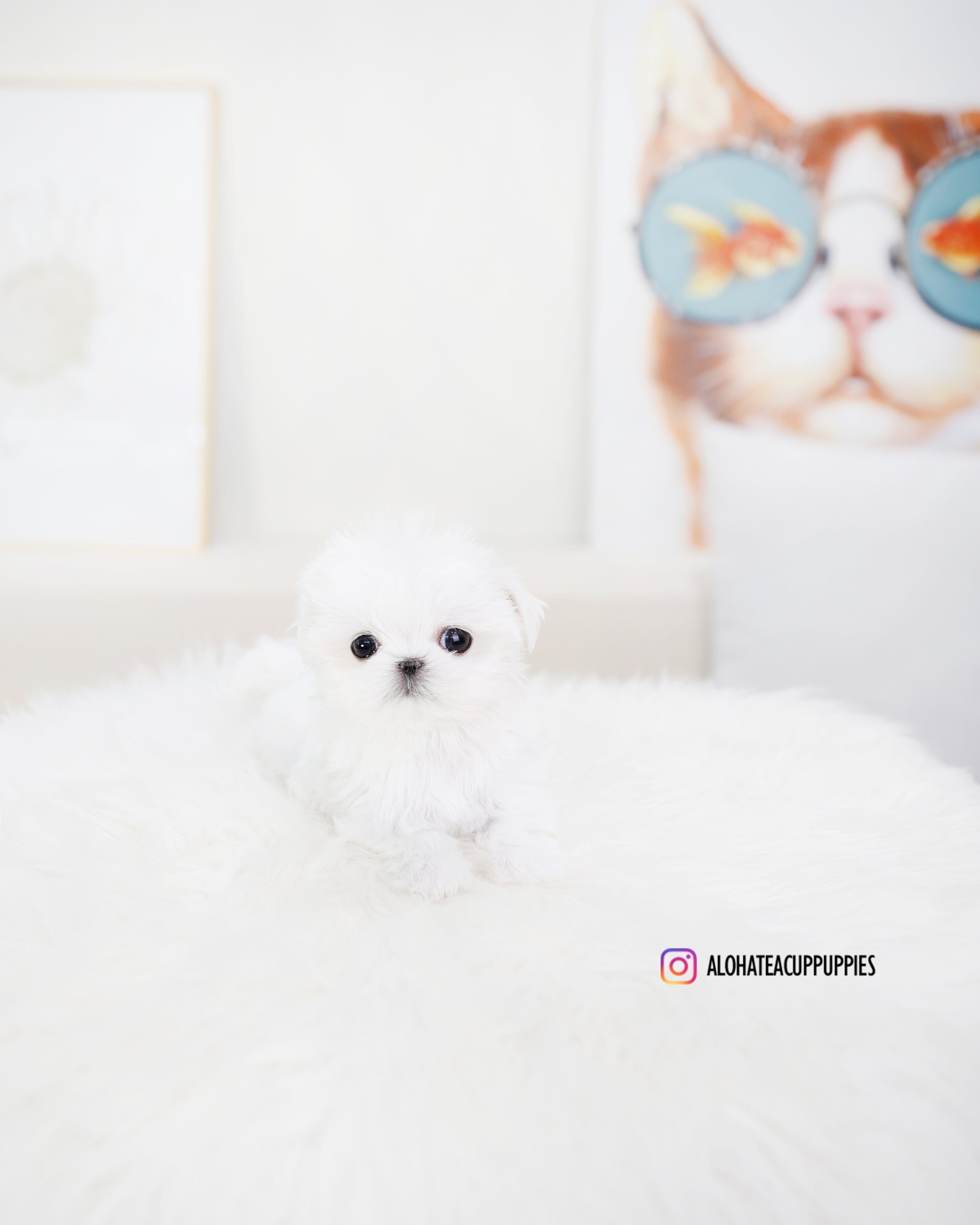 Orion [TEACUP MALTESE]