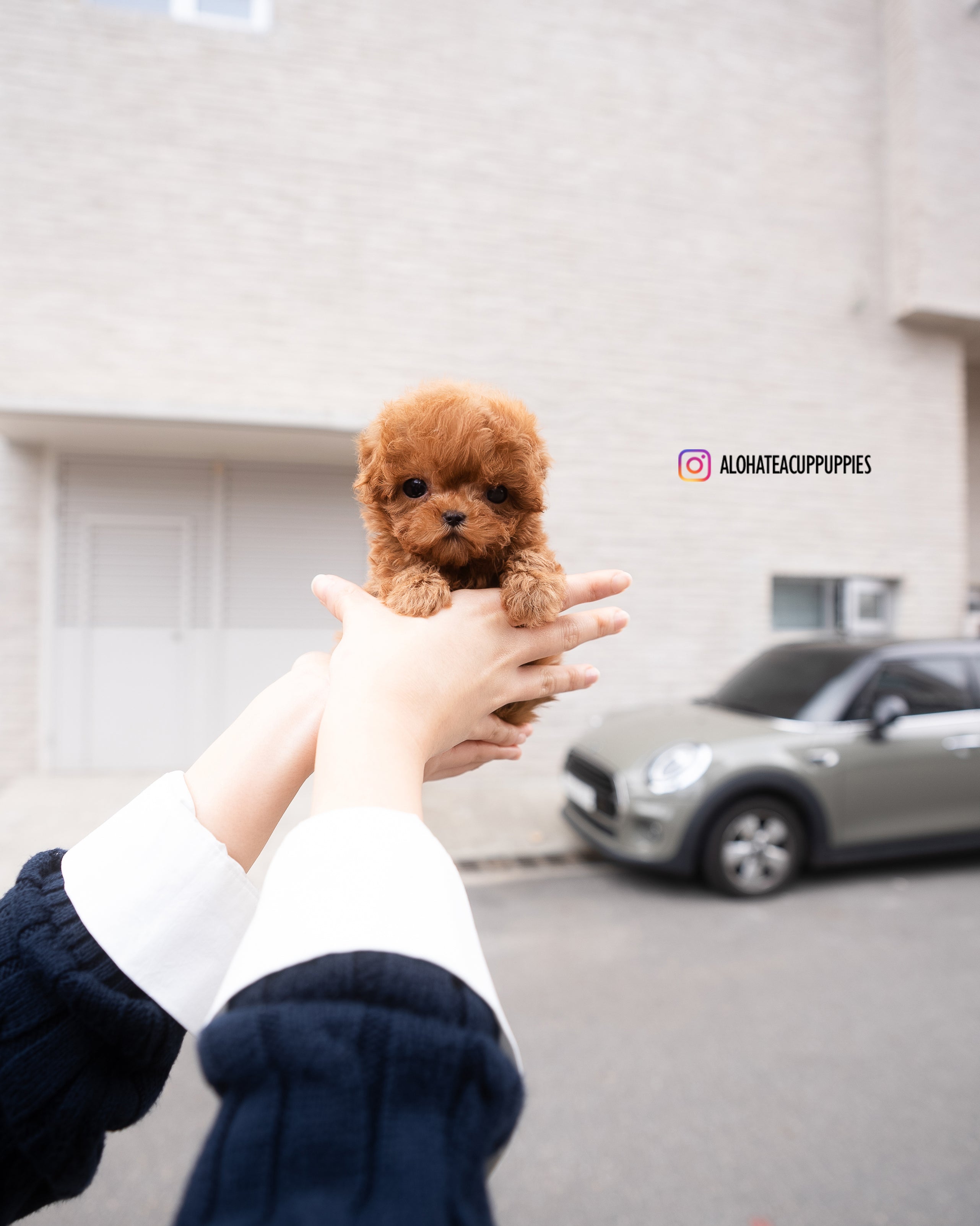 Mason [TEACUP POODLE]