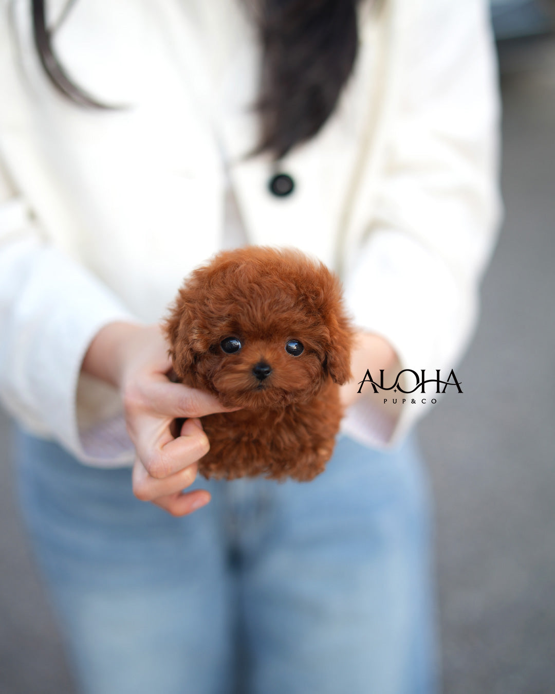 Zizi [TEACUP POODLE]