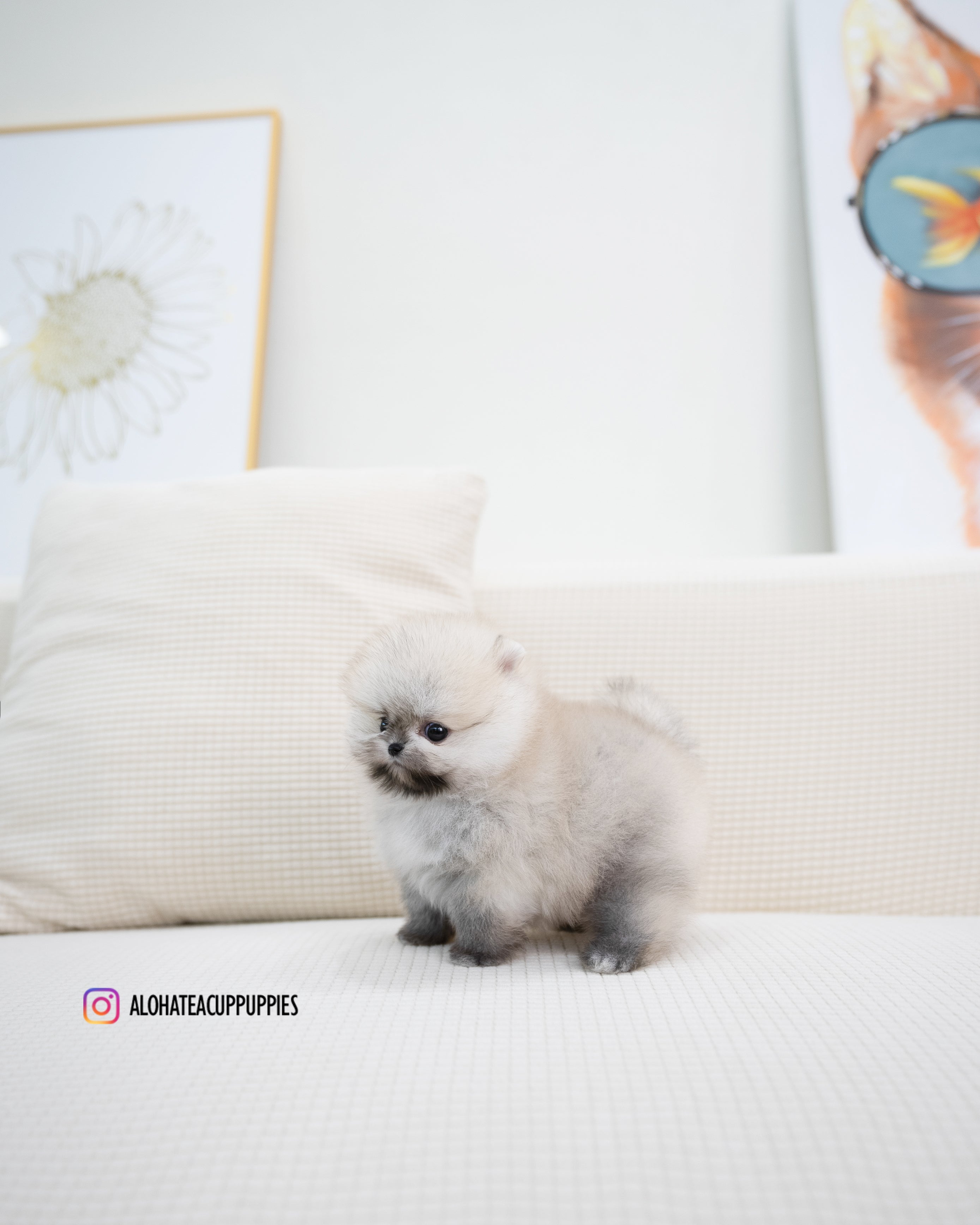 Tommy [POMERANIA TAZA DE TÉ]