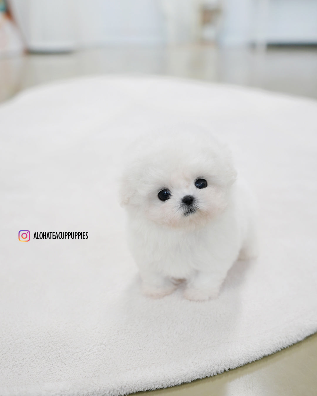 Celine [TEACUP BICHON]