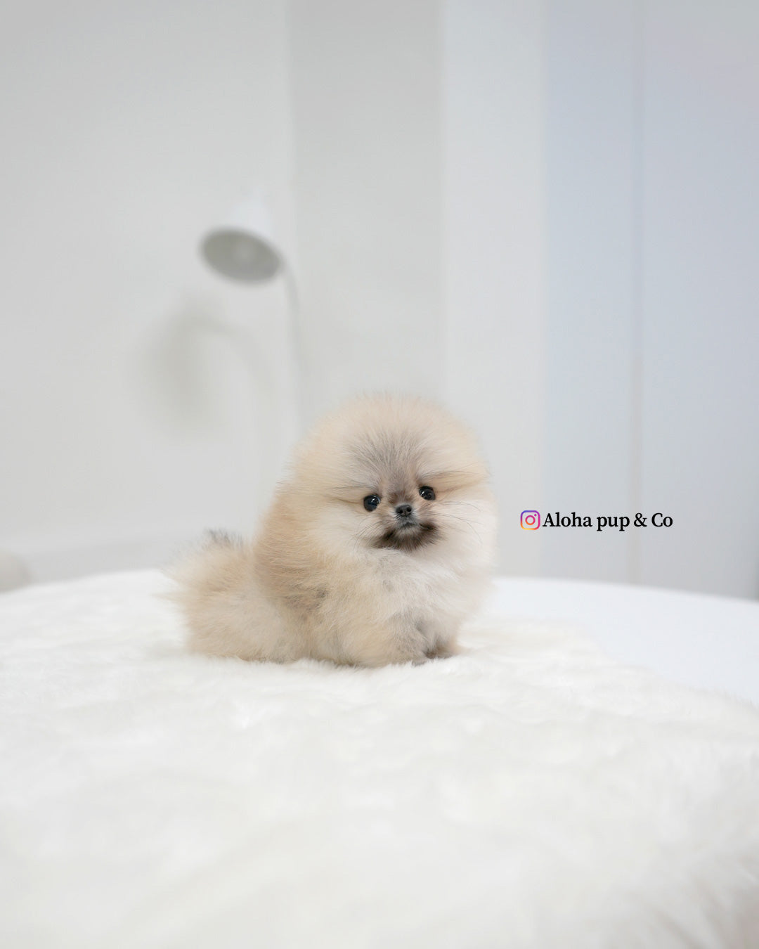 Lala [POMERANIA TAZA DE TÉ]